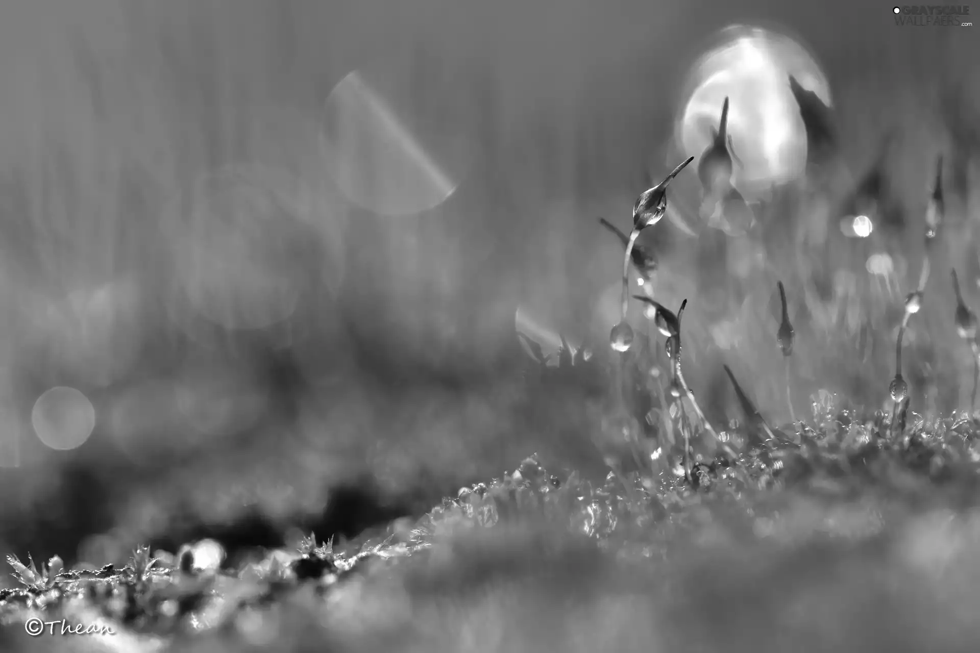 Moss, Close, Bokeh, blades