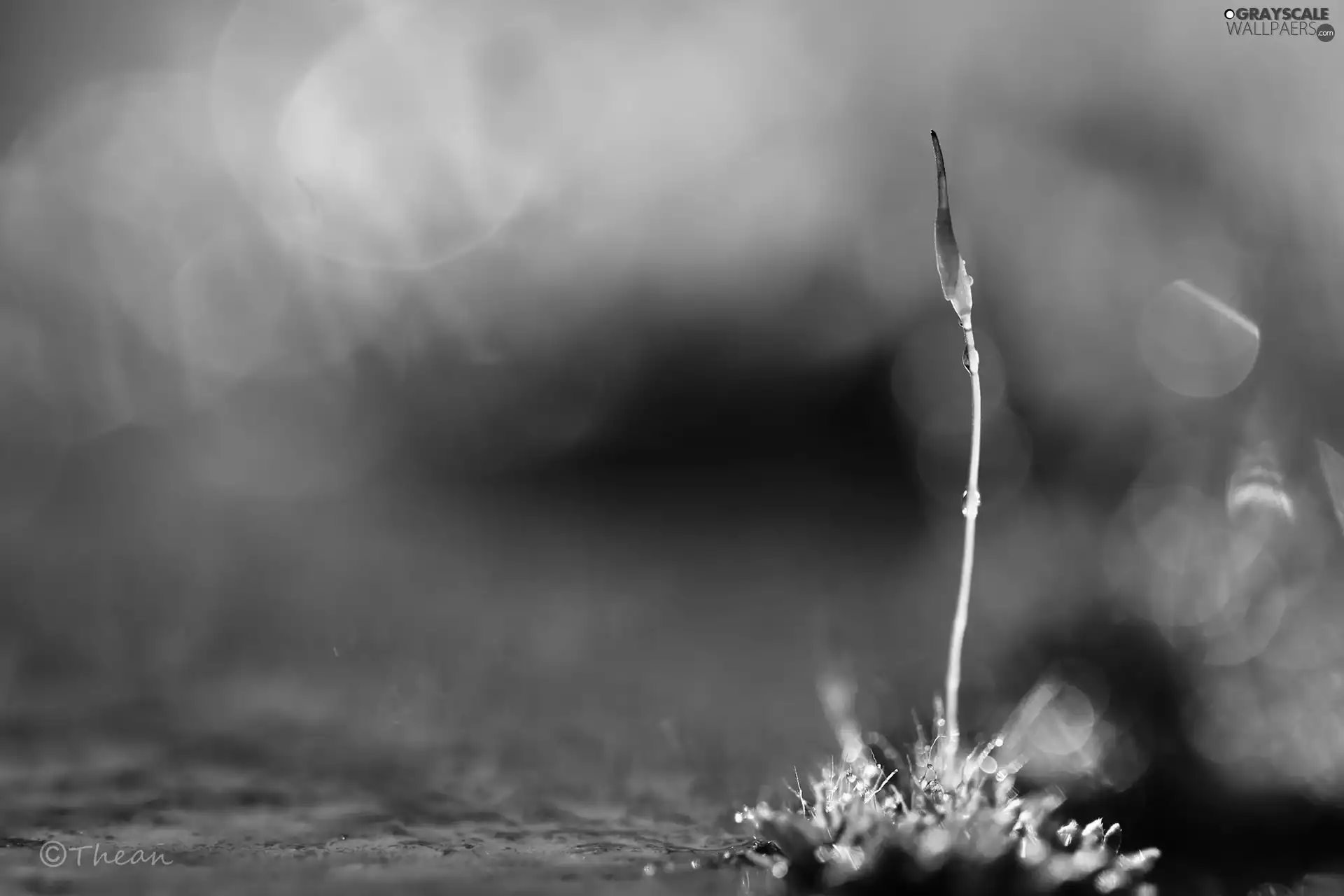 Moss, stalk, Bokeh, Lichen