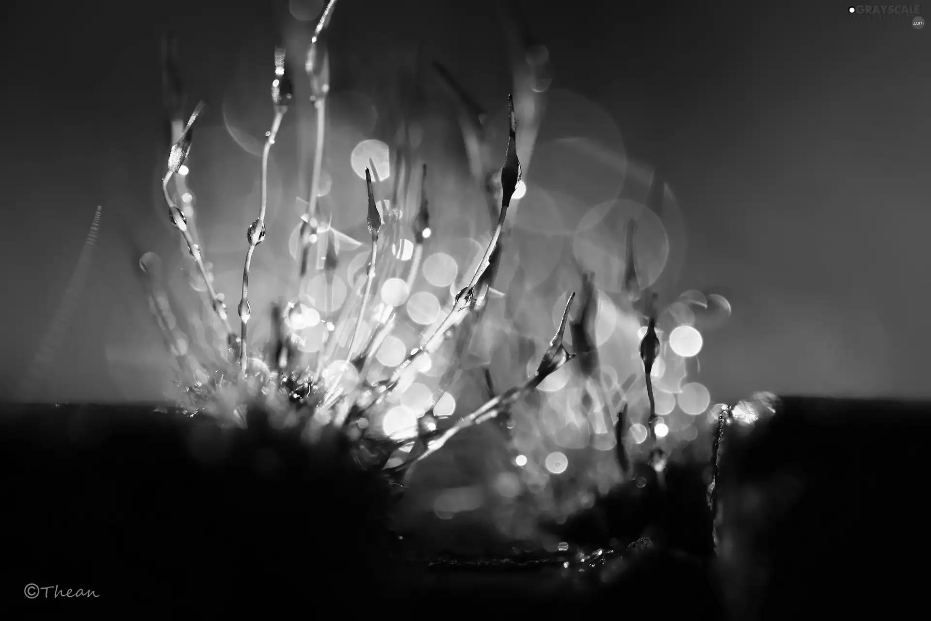 mosses, blades, Bokeh, lichens