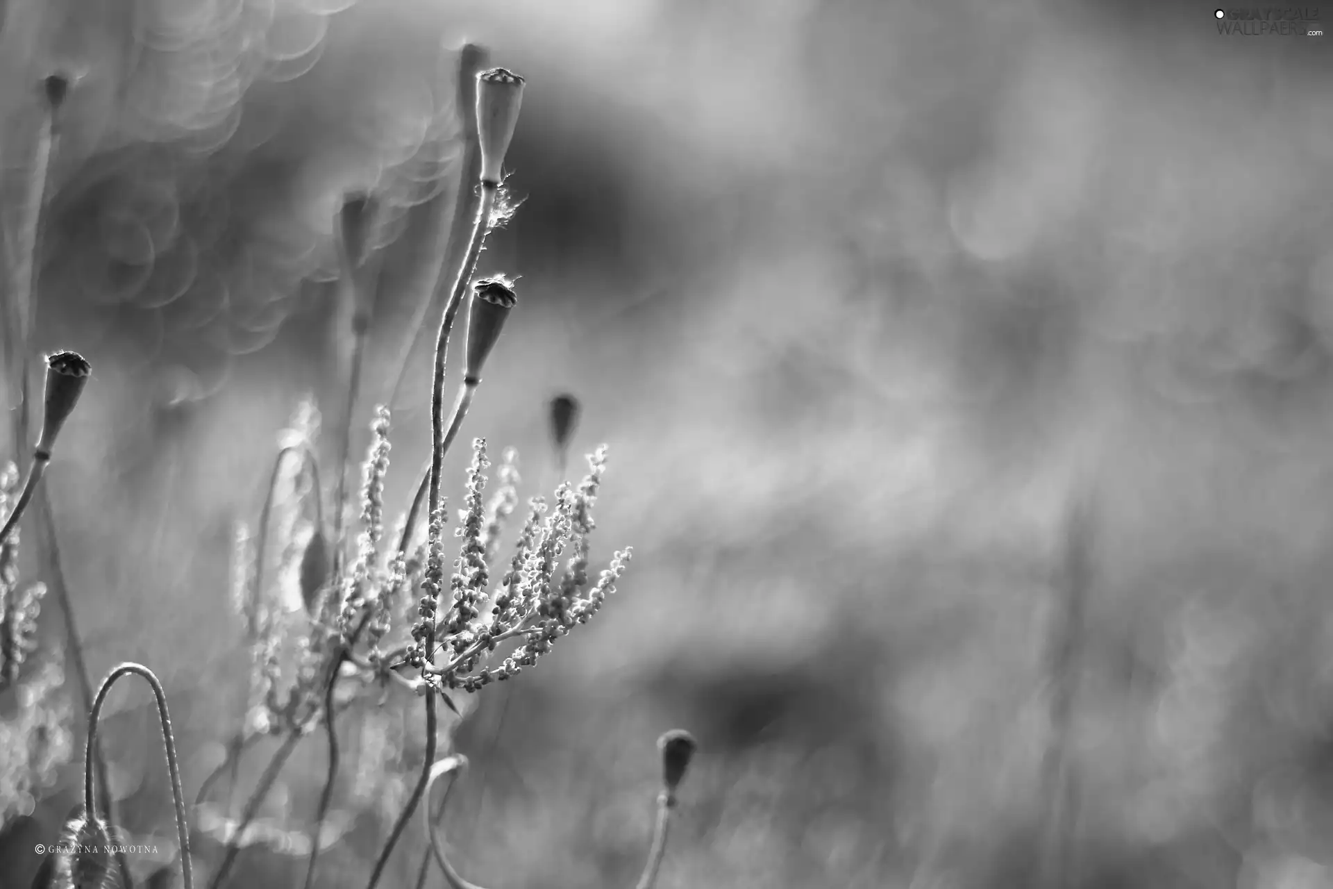 Bokeh, Capsules, Plants