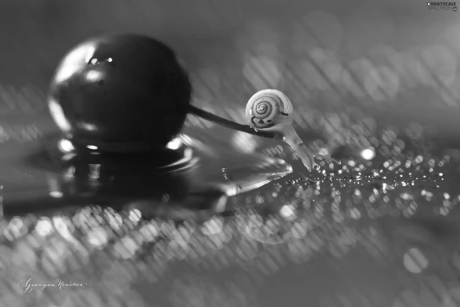 Bokeh, snail, plum