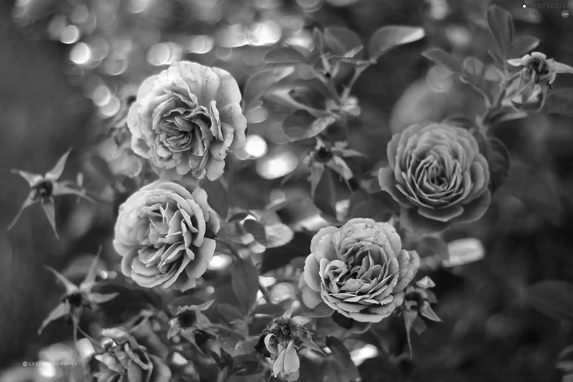 roses, Flowers, Bokeh, Pink