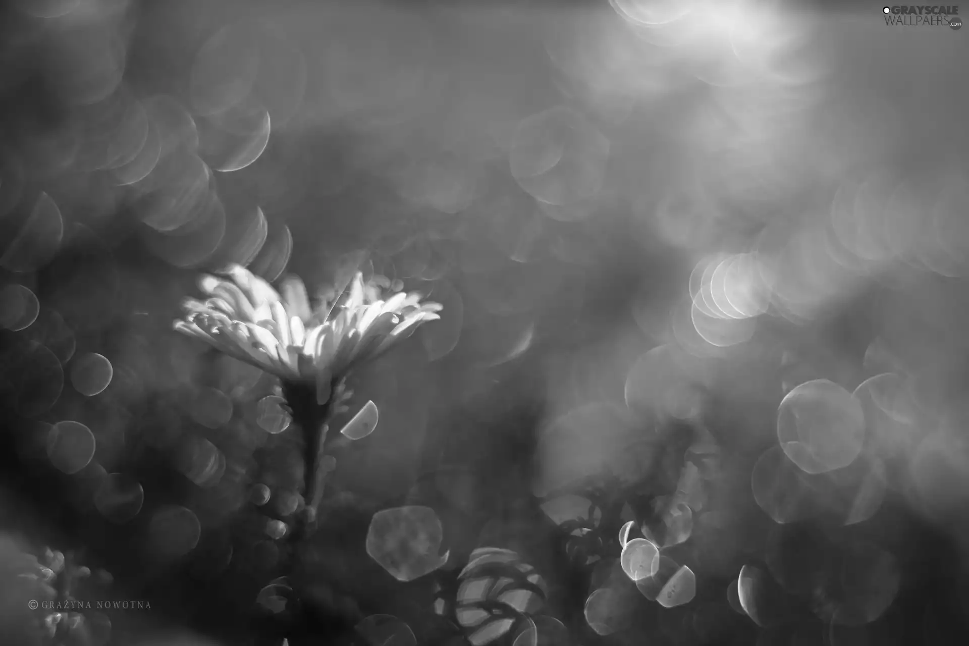 Bokeh, Aster, Violet