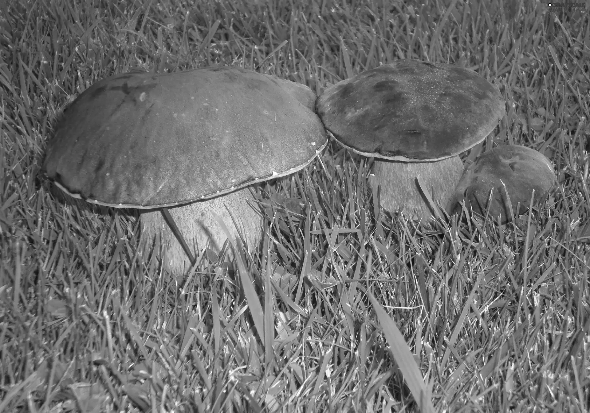 grass, Real mushroom, boletus
