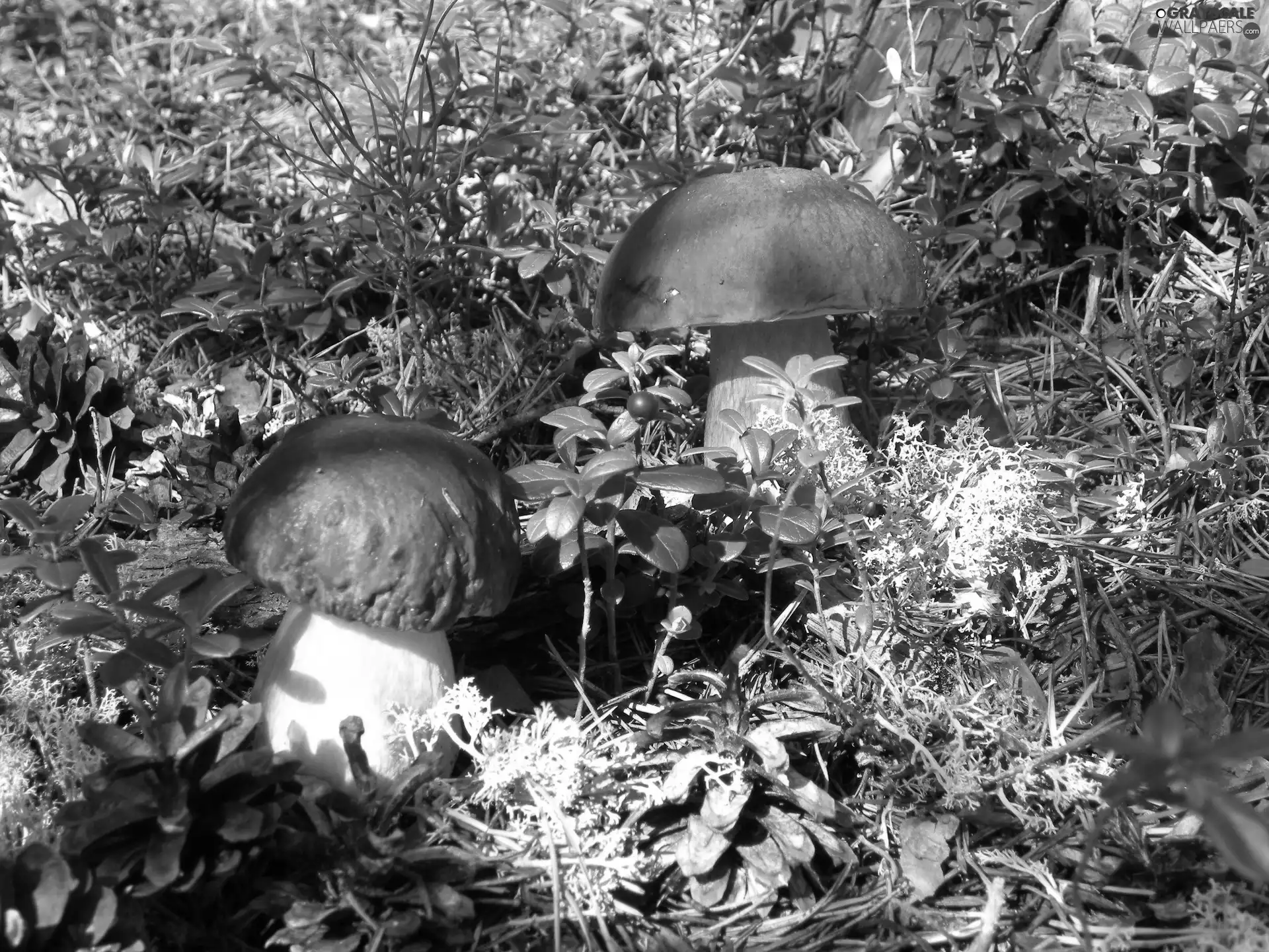 forest, beatyfull, boletus, Two cars