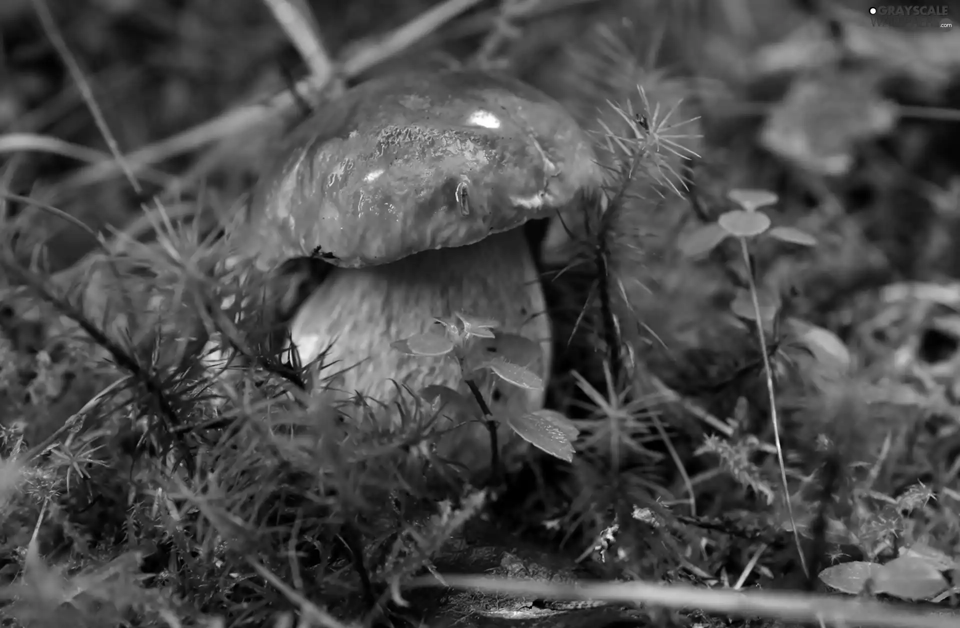 boletus