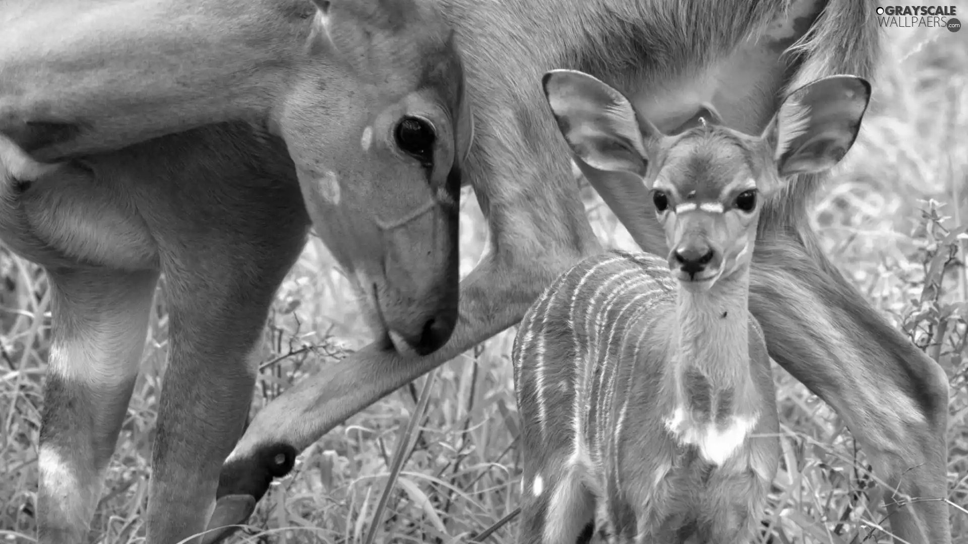Antelope, Bongo