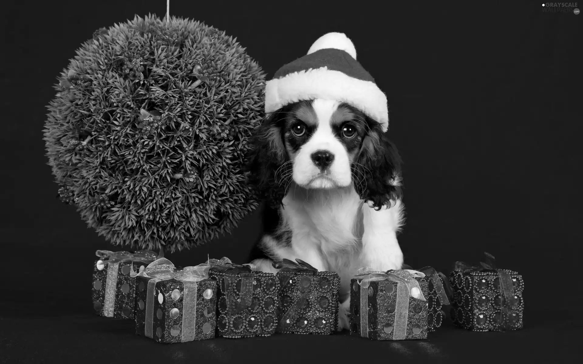 dog, decor, Bonnet, Christmas