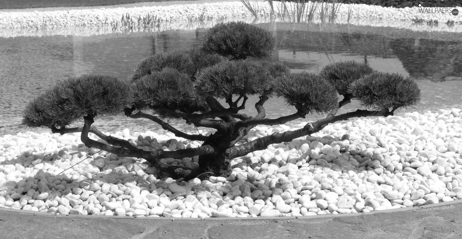 sapling, Bonsai