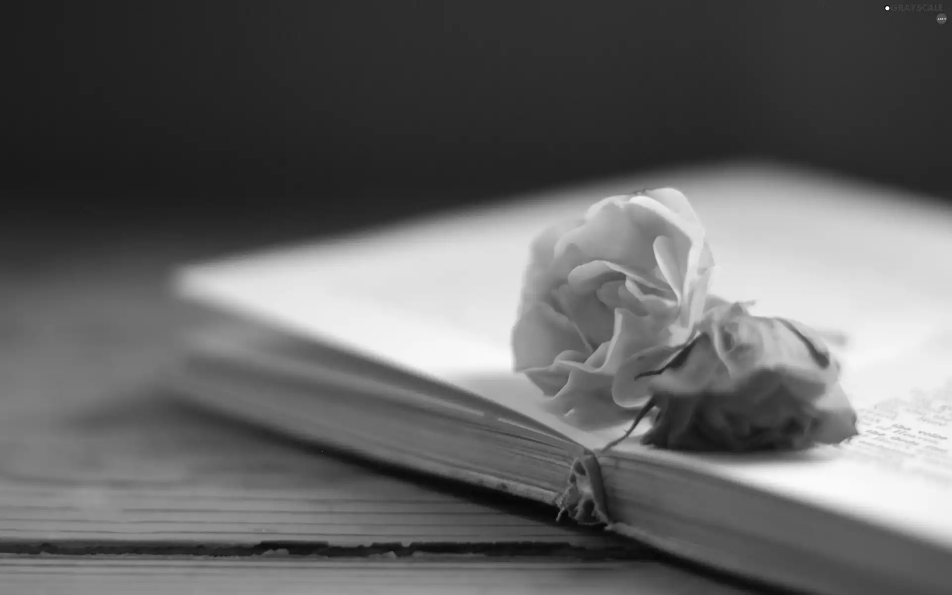 Book, roses, Bench