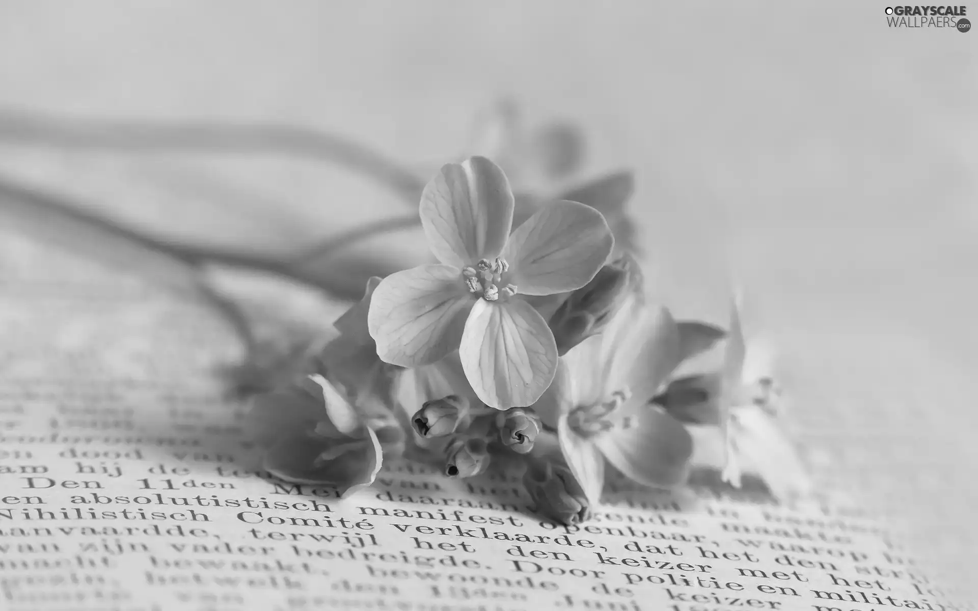 Book, purple, flowers