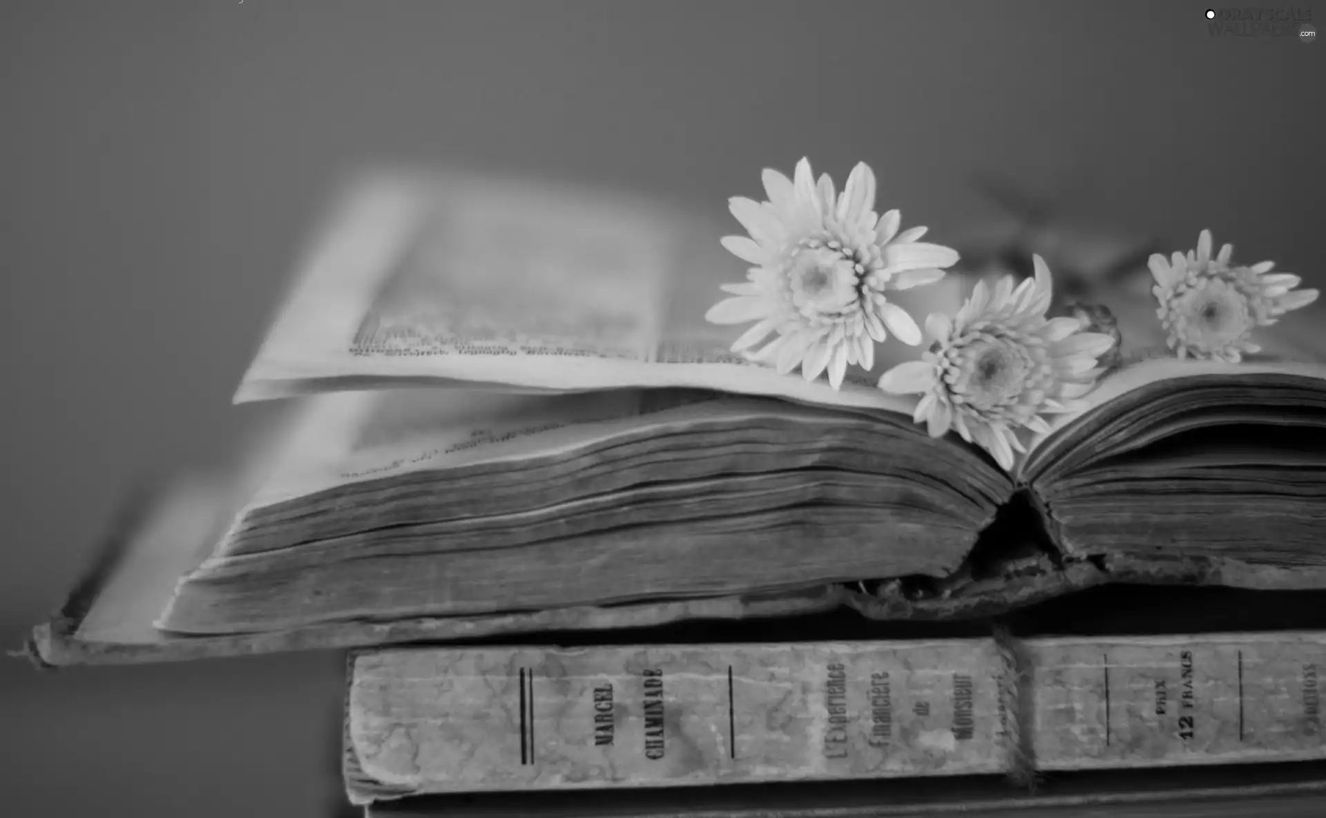 Book, Yellow, gerberas