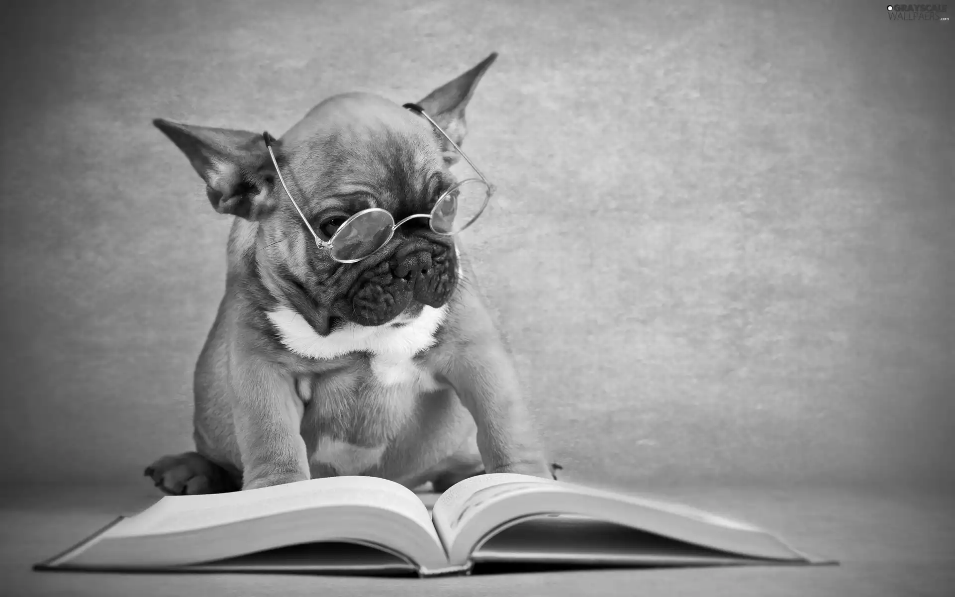 dog, Book, French Bulldog, Glasses