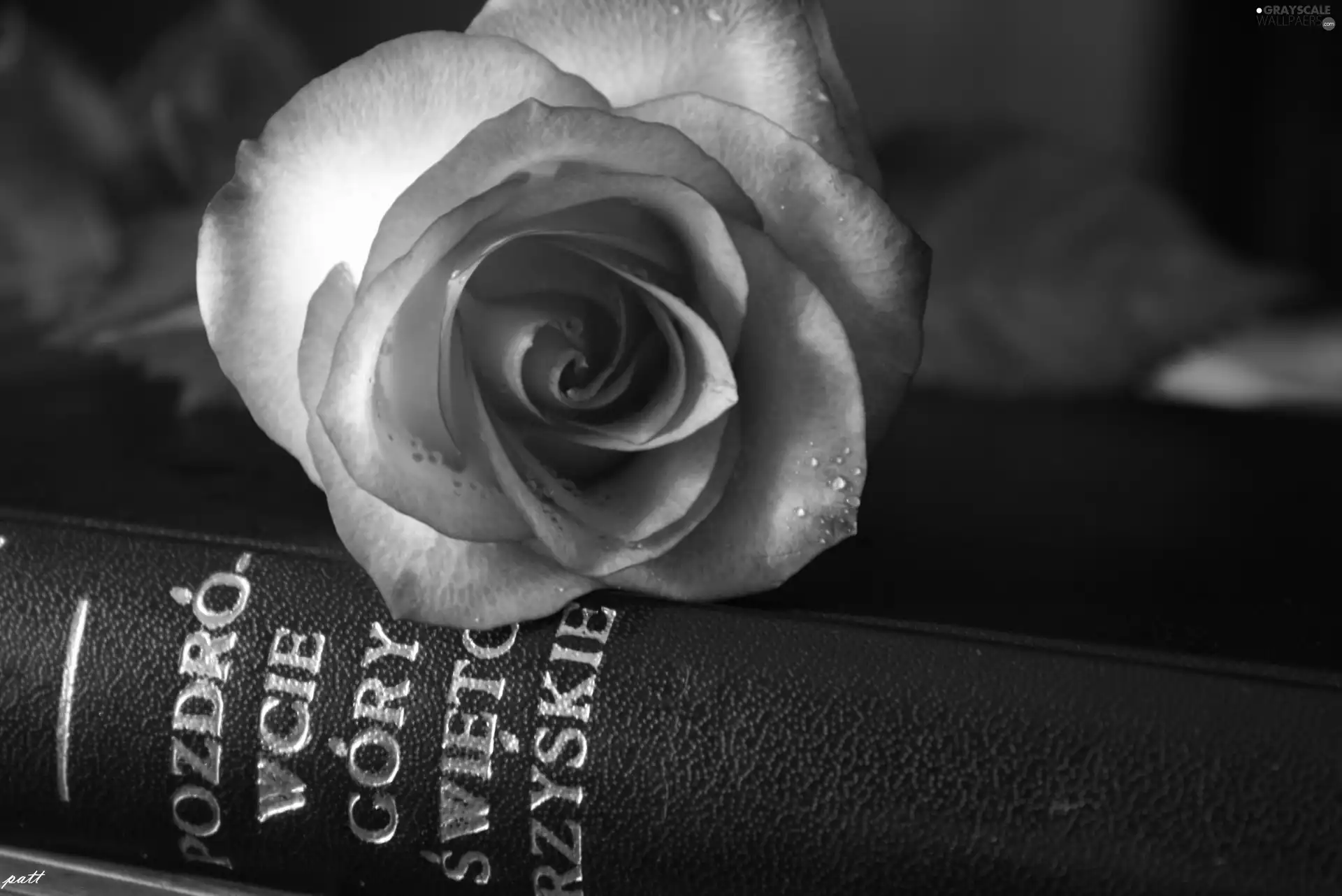 Pink, black, Book, rose