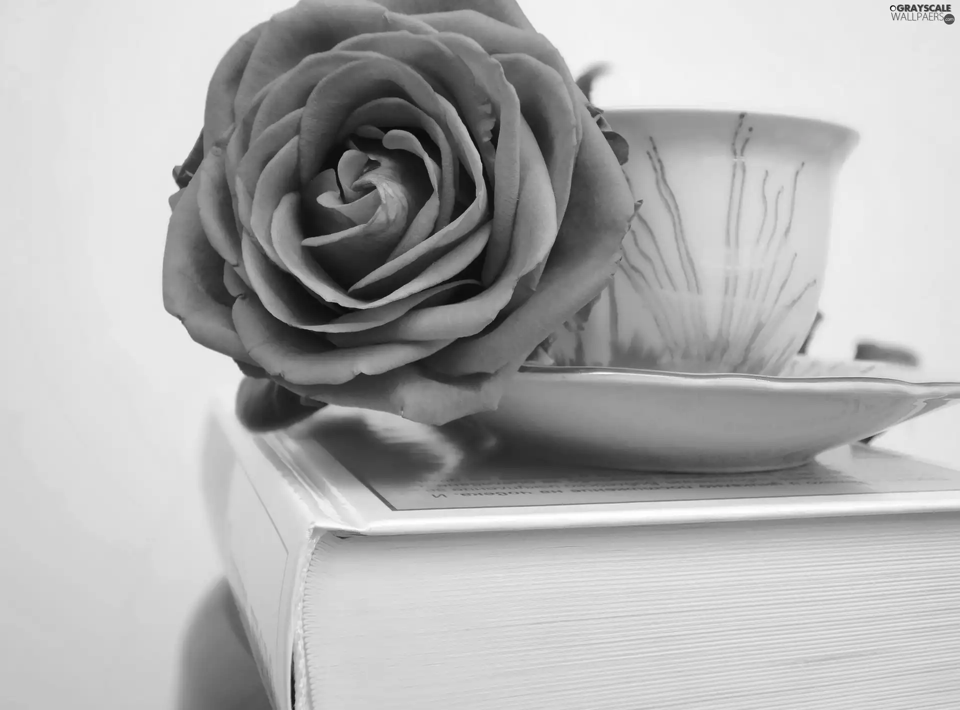 Pink, cup, Book, rose