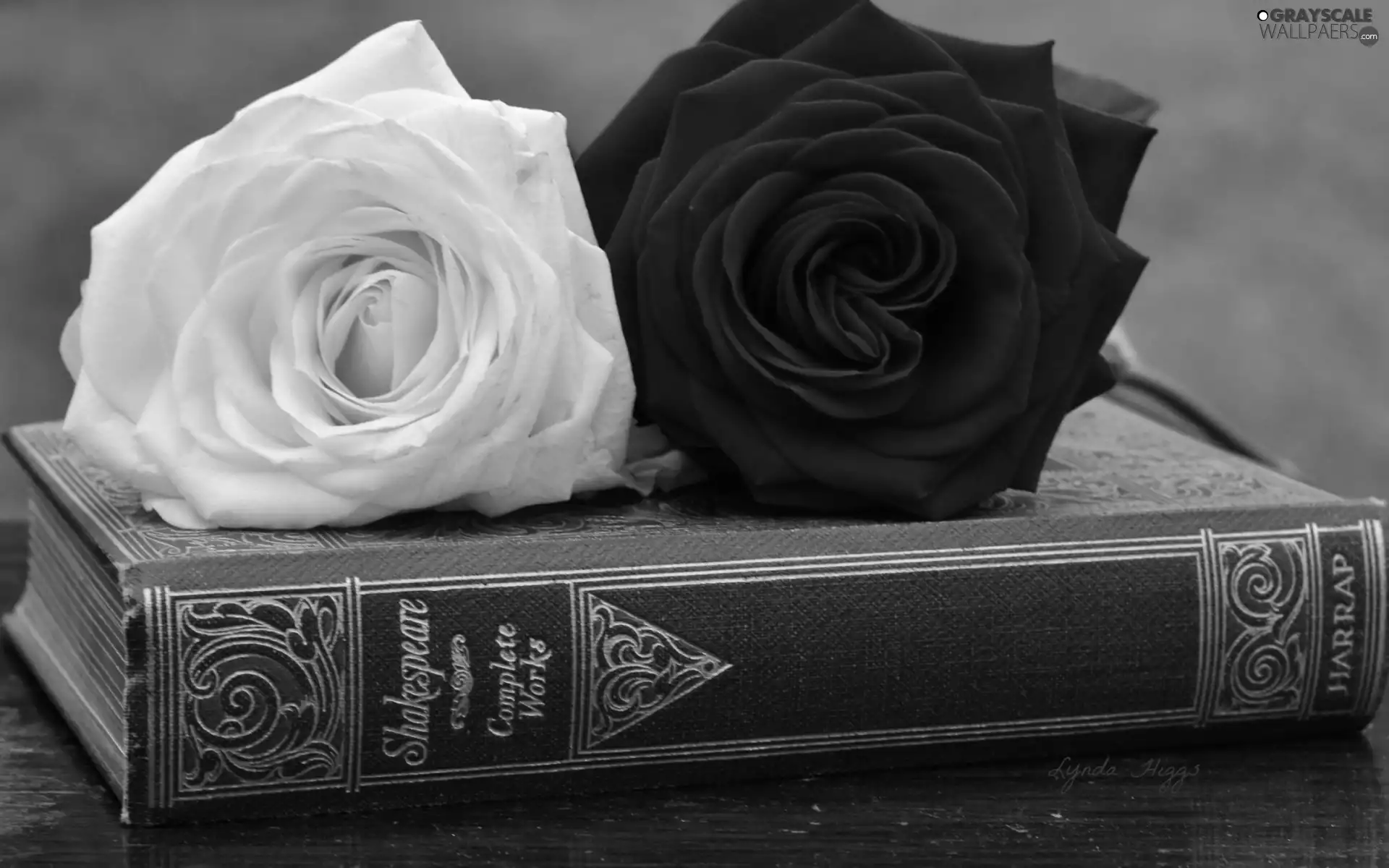 Book, composition, red hot, rose, White
