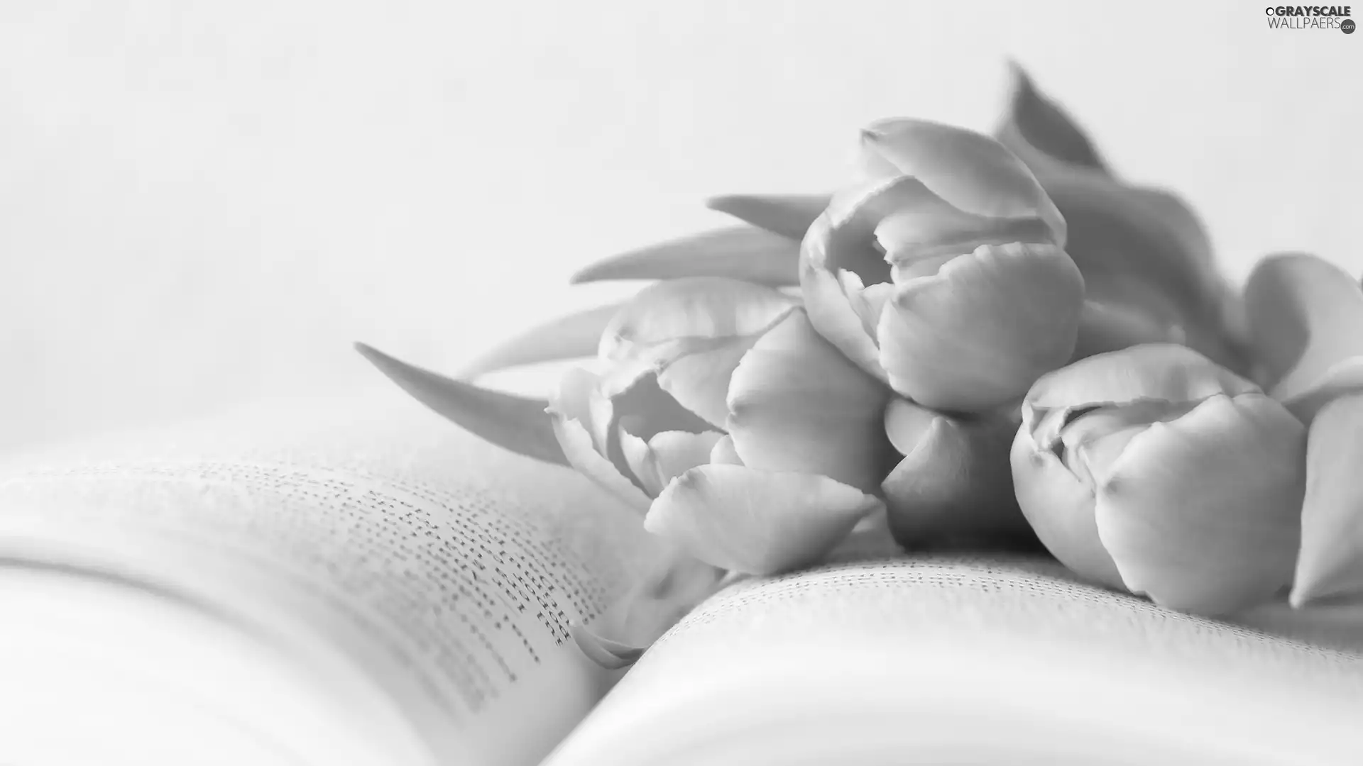 Book, Pink, Tulips