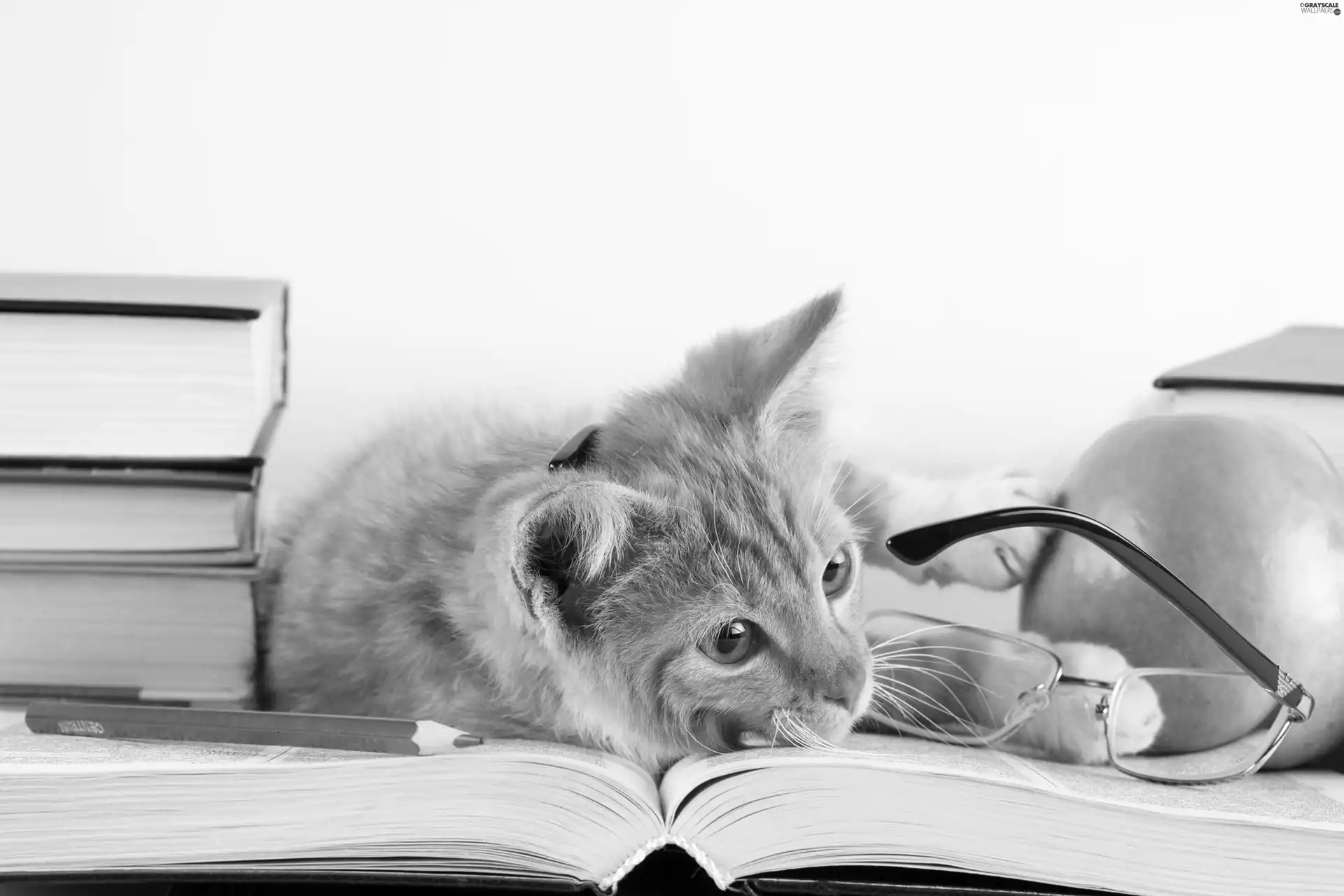 ginger, Glasses, Books, kitten