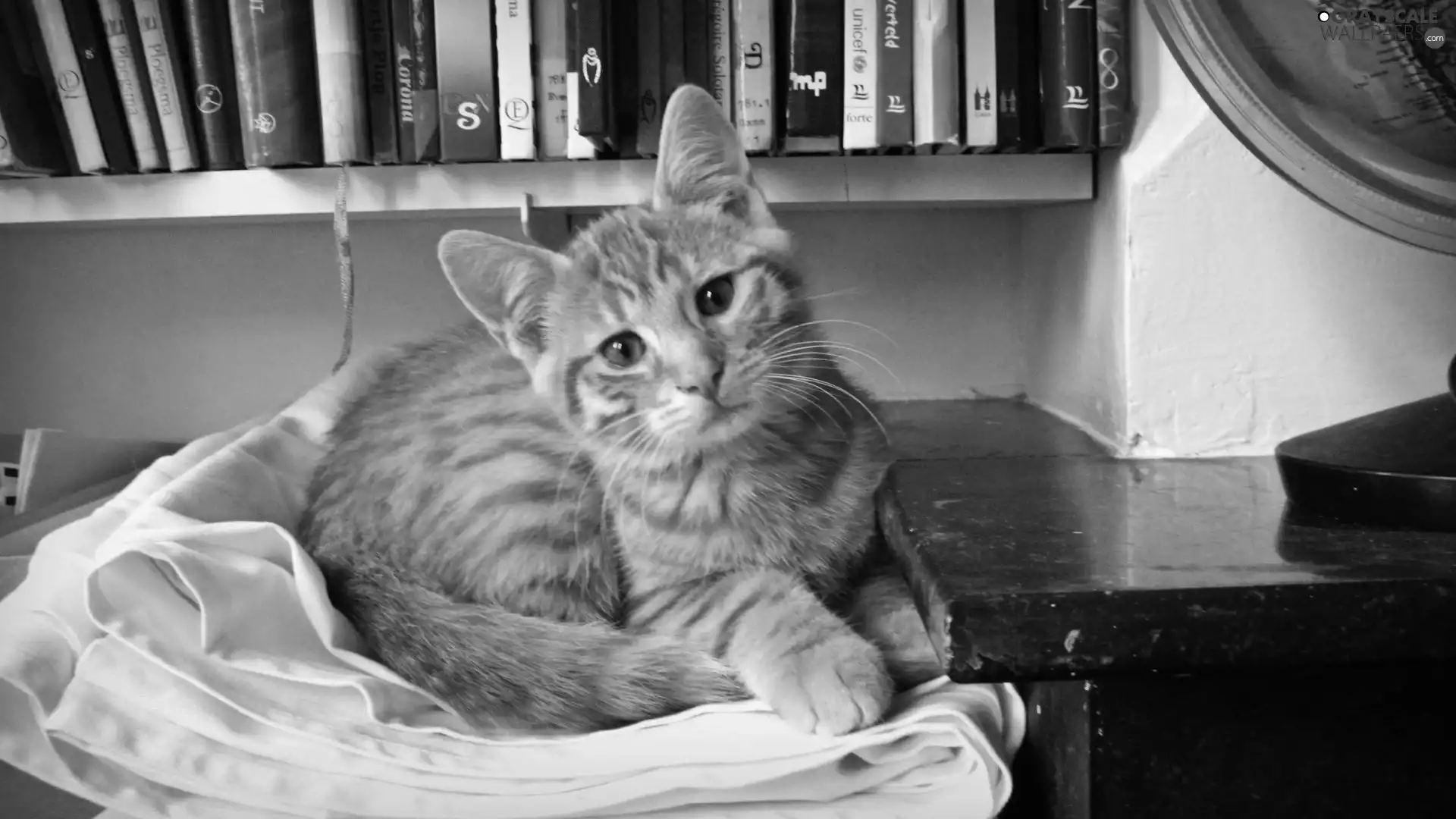 Books, ginger, kitten