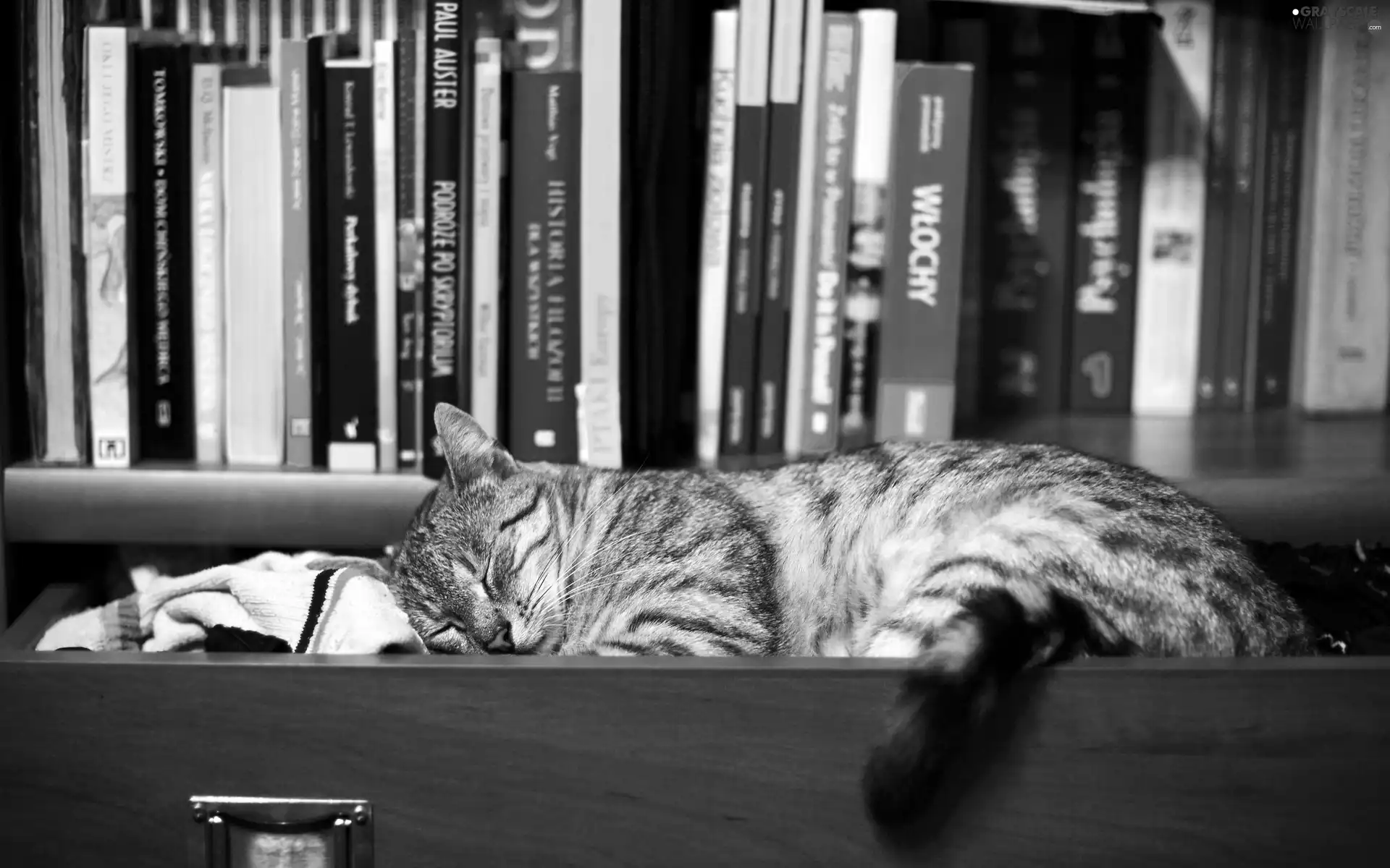 sleepy, drawer, Books, cat