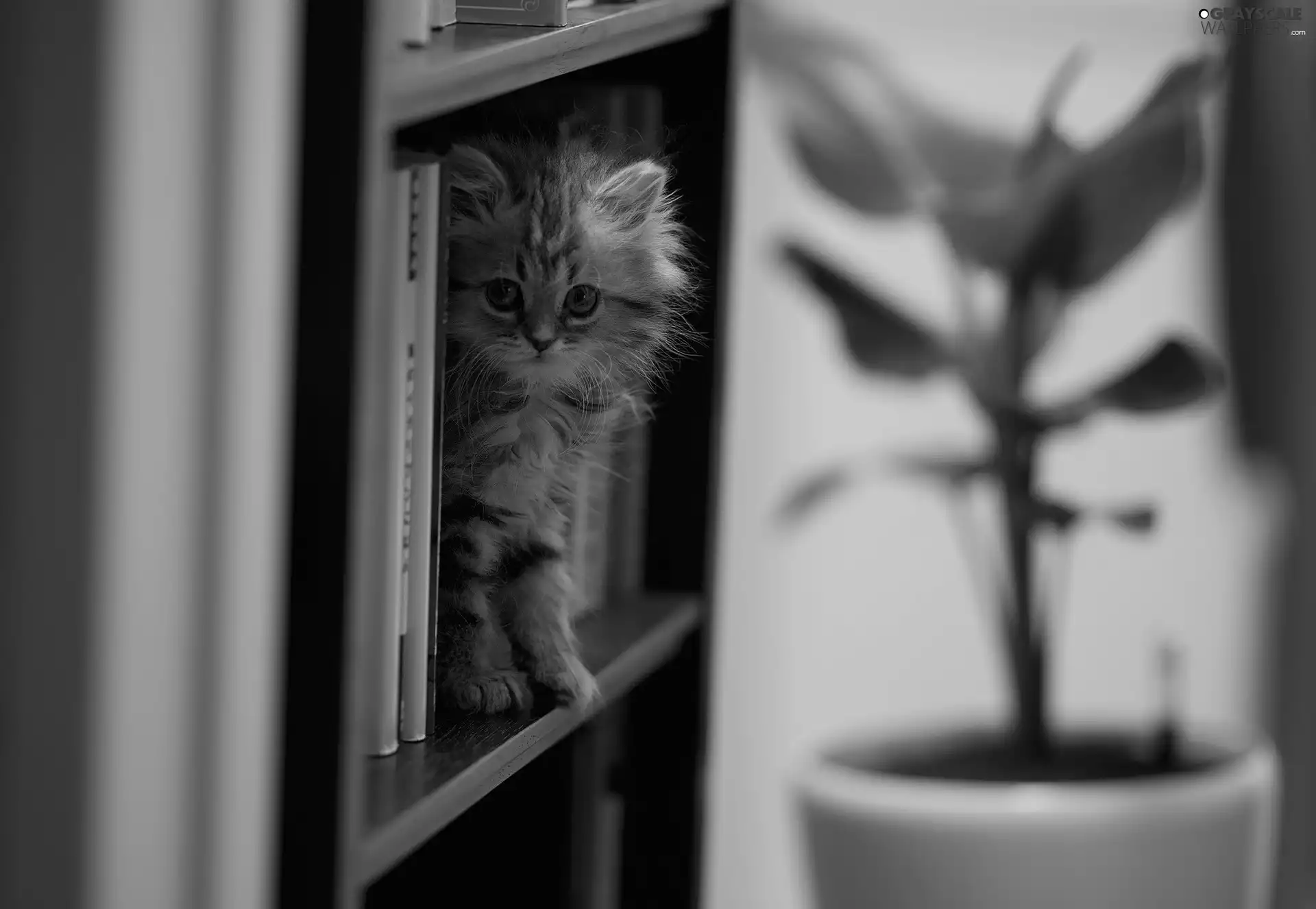 small, bookstand, Books, kitten