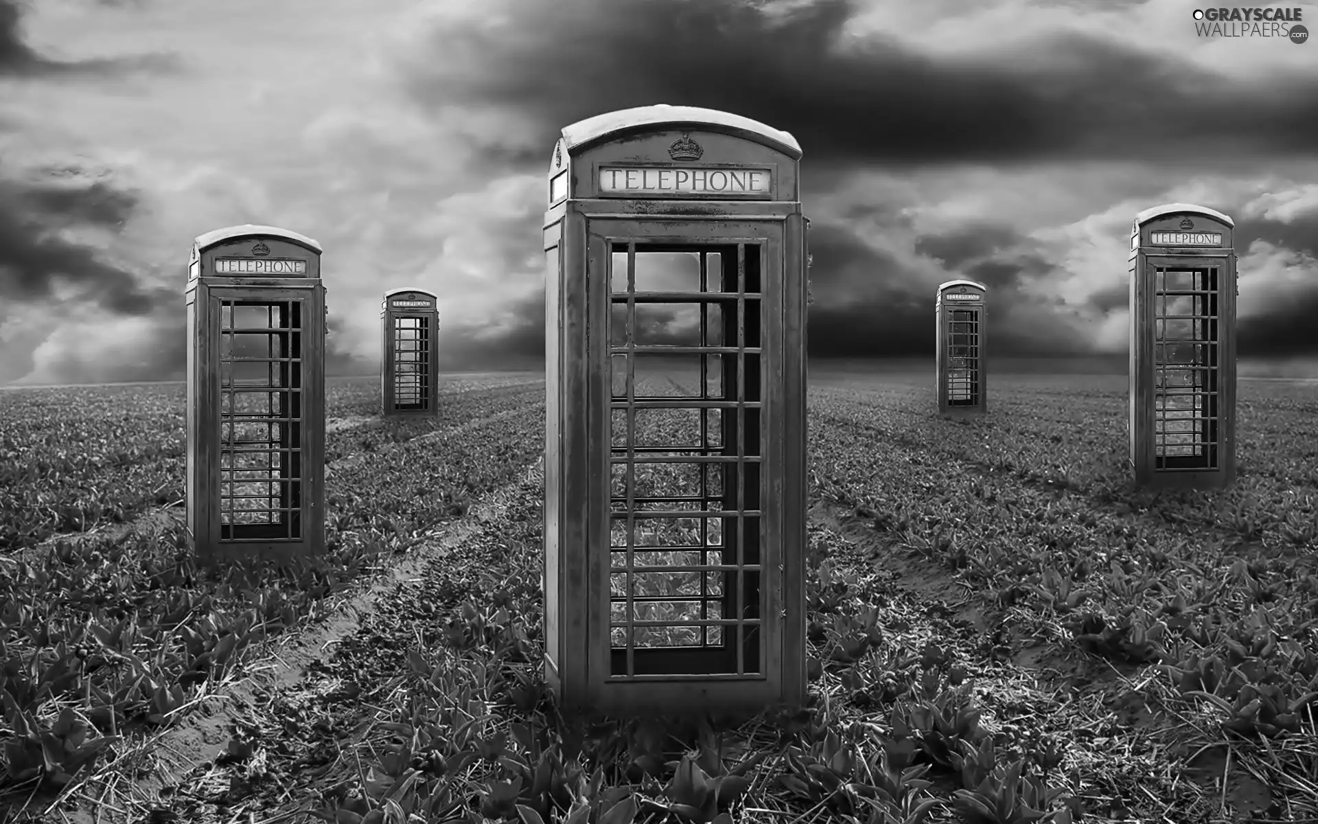 booths, Call, Red, Tulips, Field