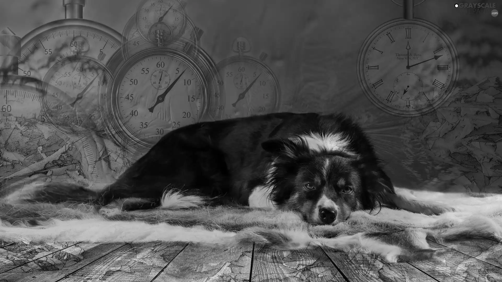 lying, Border Collie, clocks, dog