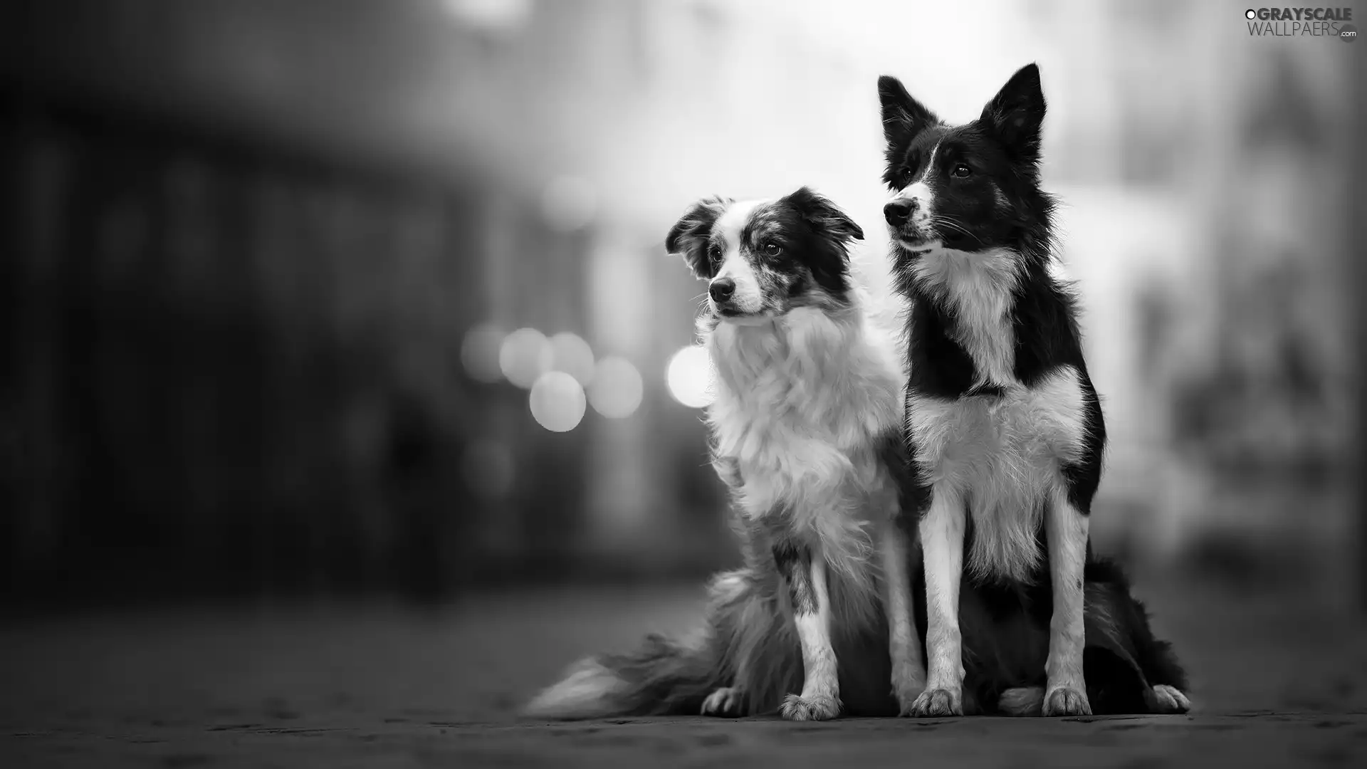 fuzzy, background, Dogs, Border Collie, Two cars