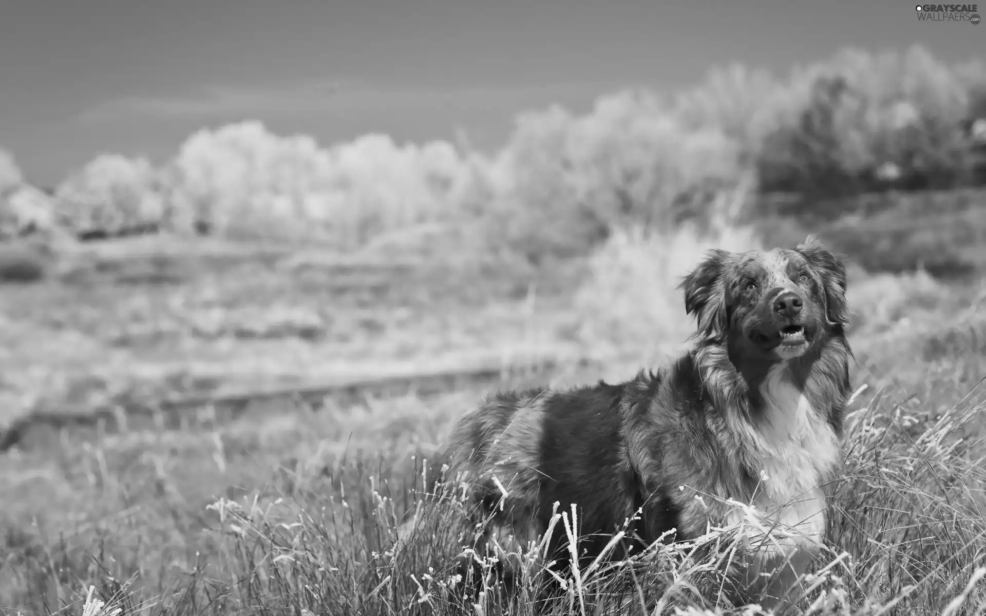 grass, Australian Shepherd, Australian Shepherd