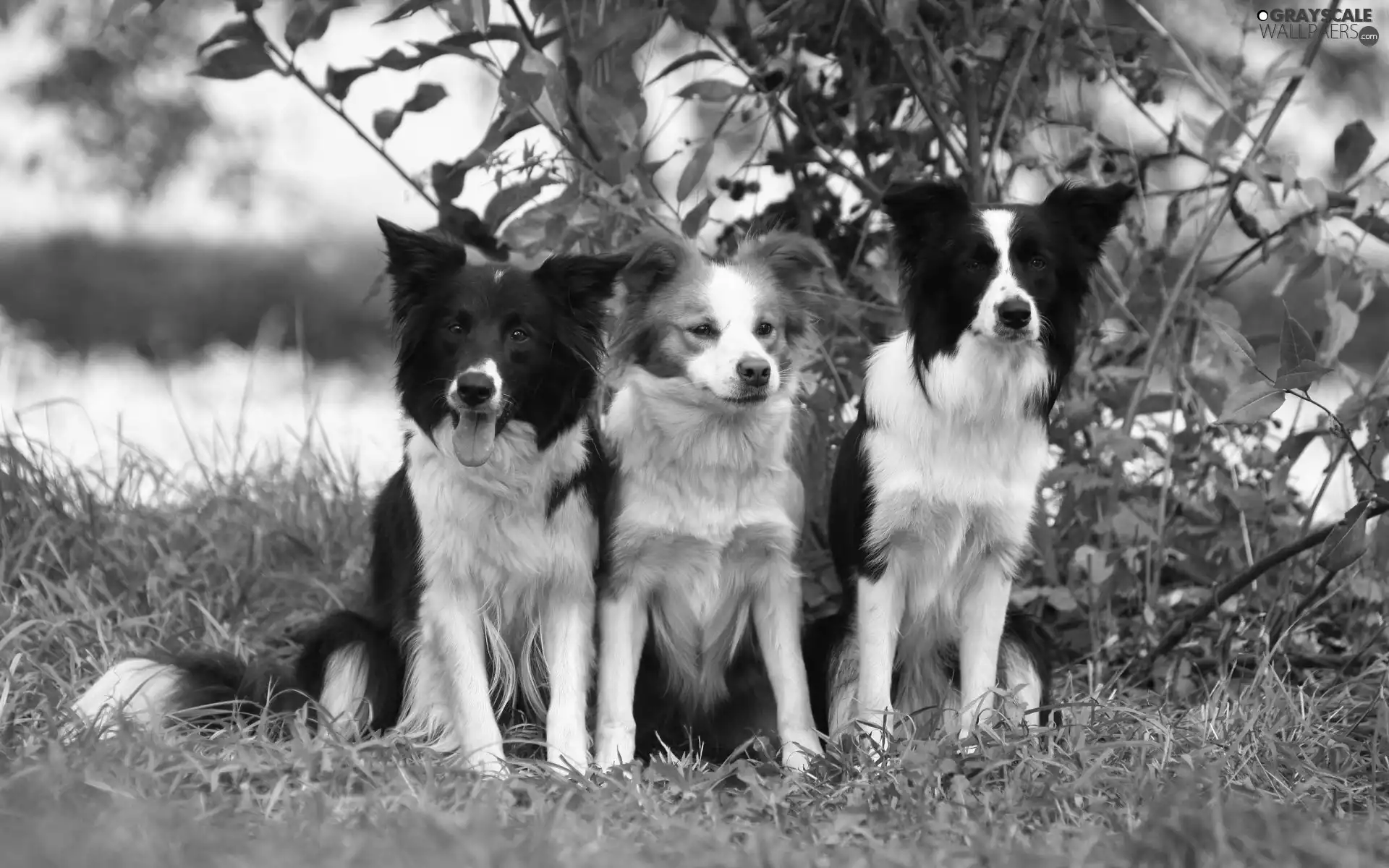 Border Collie, green