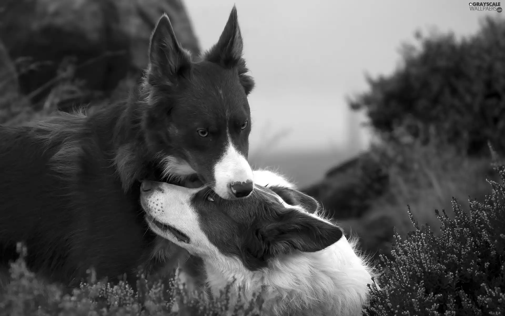 heather, Dogs, Border Collie