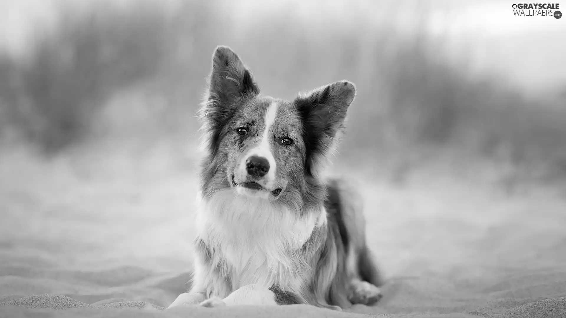 Beaches, Sand, dog, Border Collie, lying