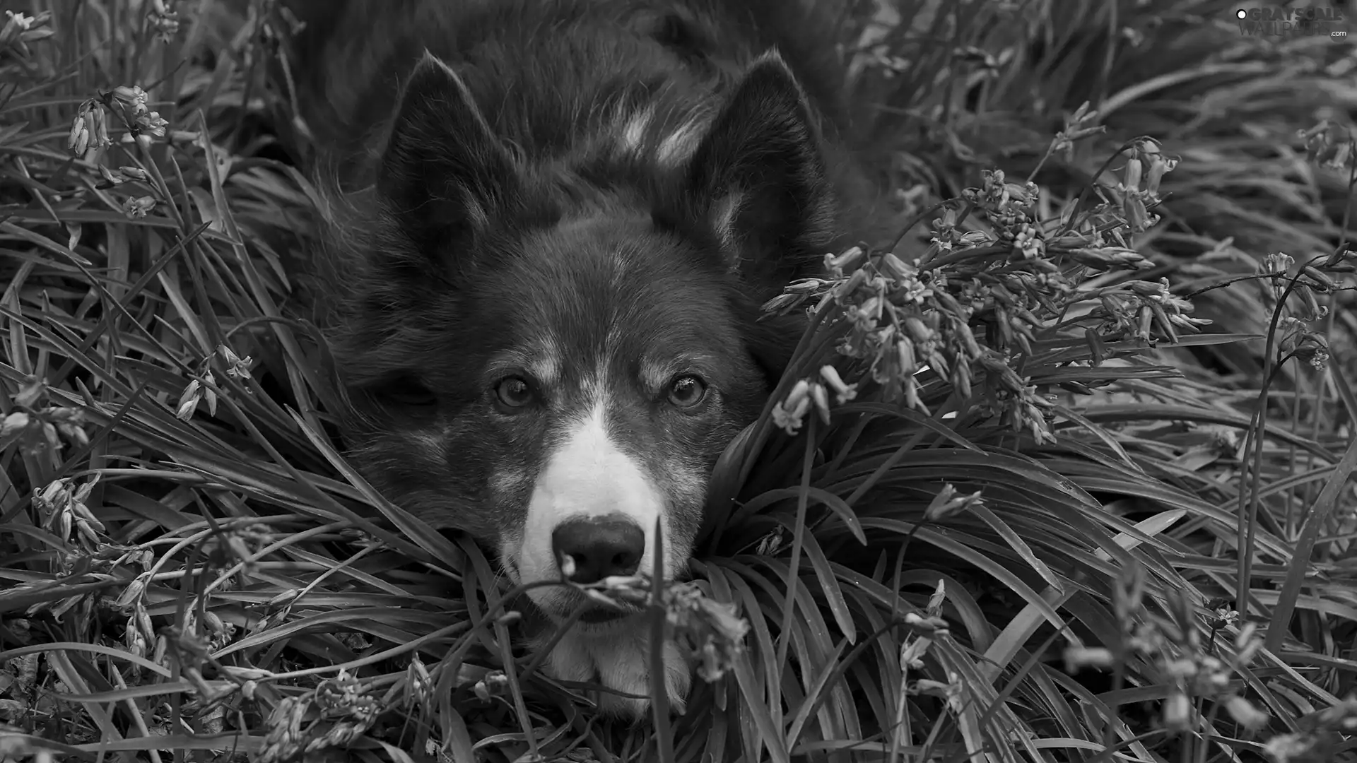 muzzle, Flowers, dog, Border Collie, lying