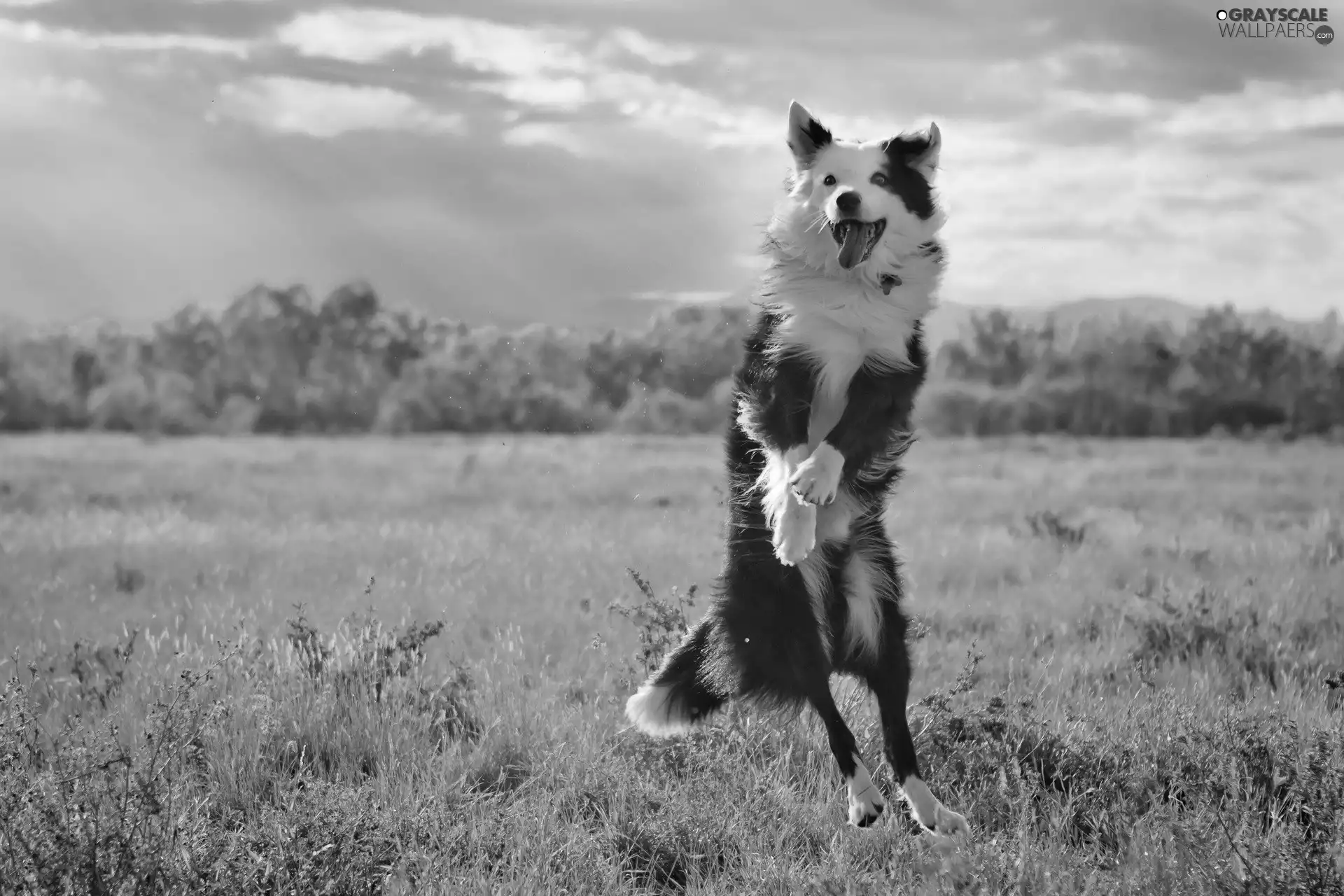 Border Collie, Meadow