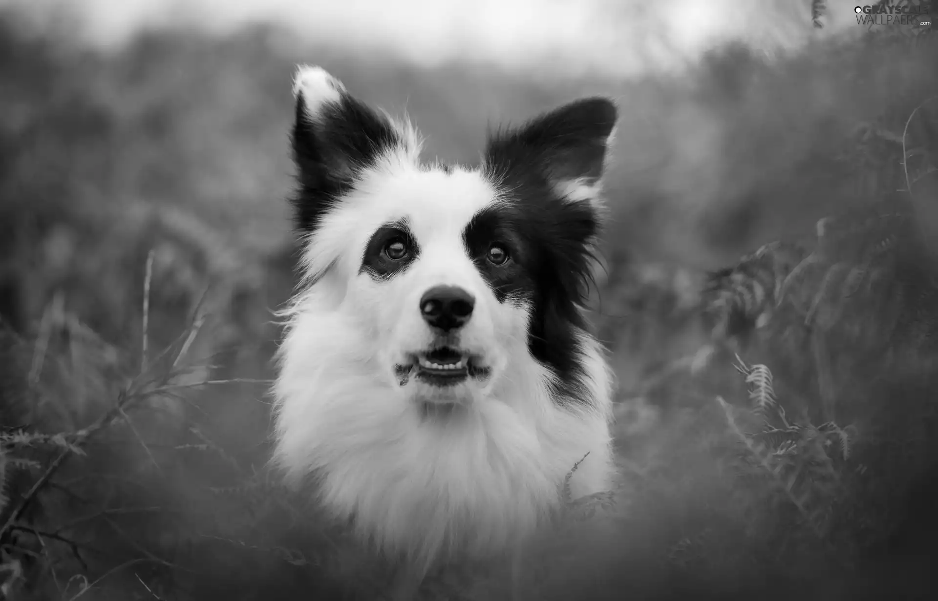 Border Collie, portrait