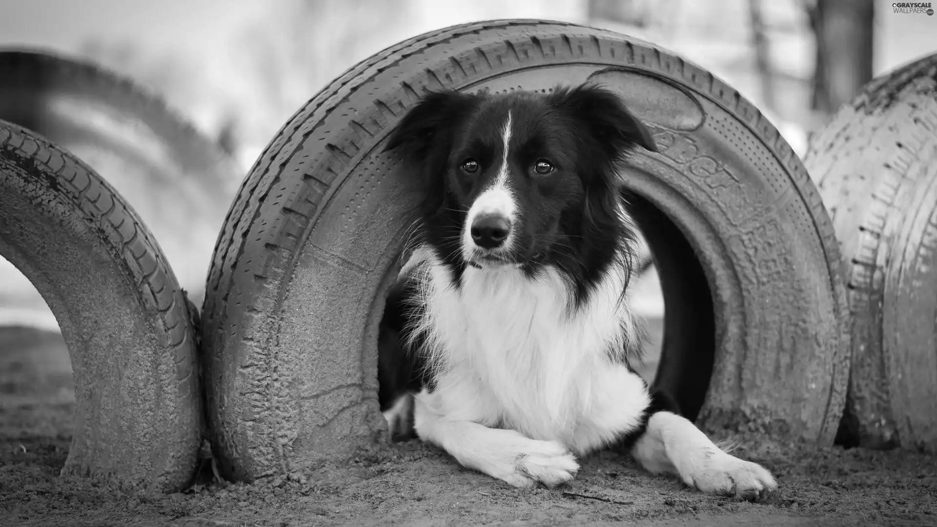 Border Collie, tires