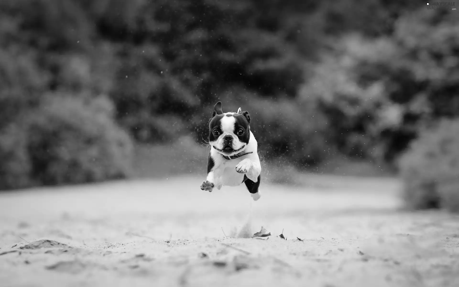 Boston Terrier, gear