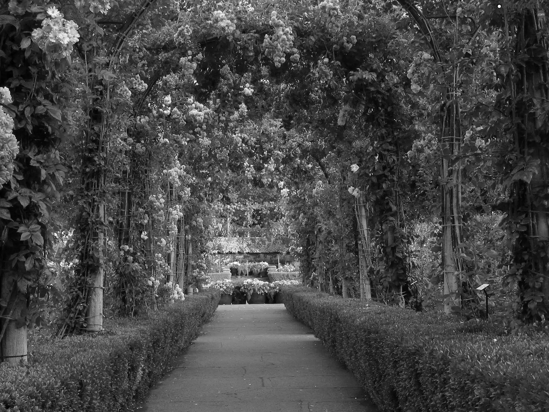 Rose Alley, Garden, botanical