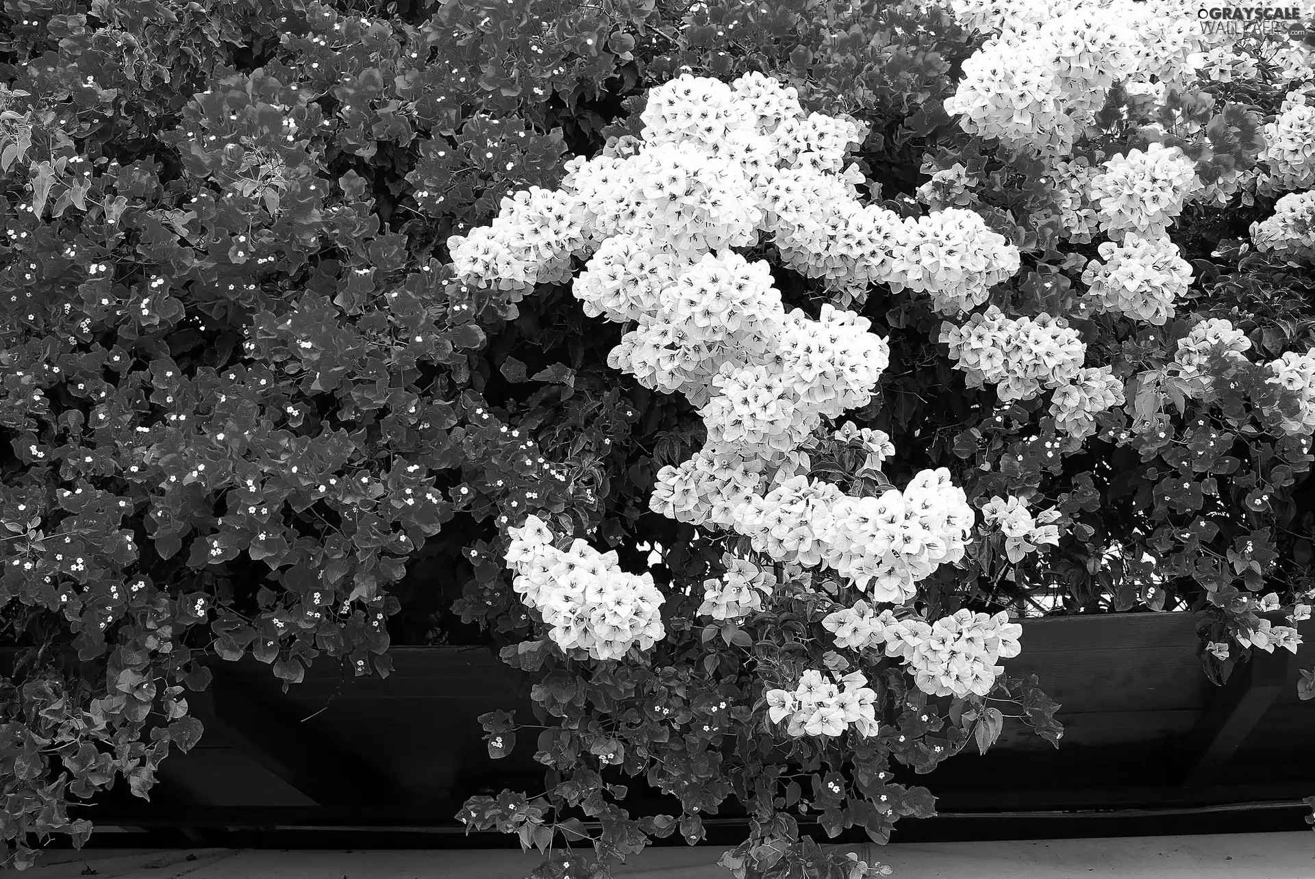 Bougainvillea, Flowers, bush