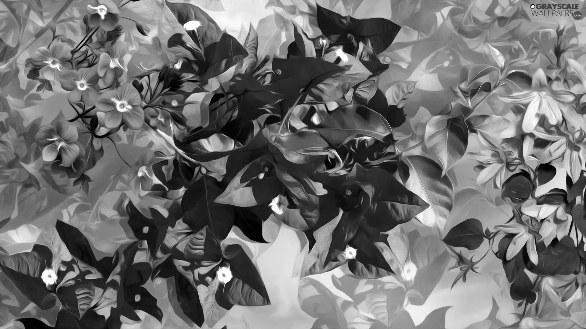 Flowers, Forget, graphics, Bougainvillea