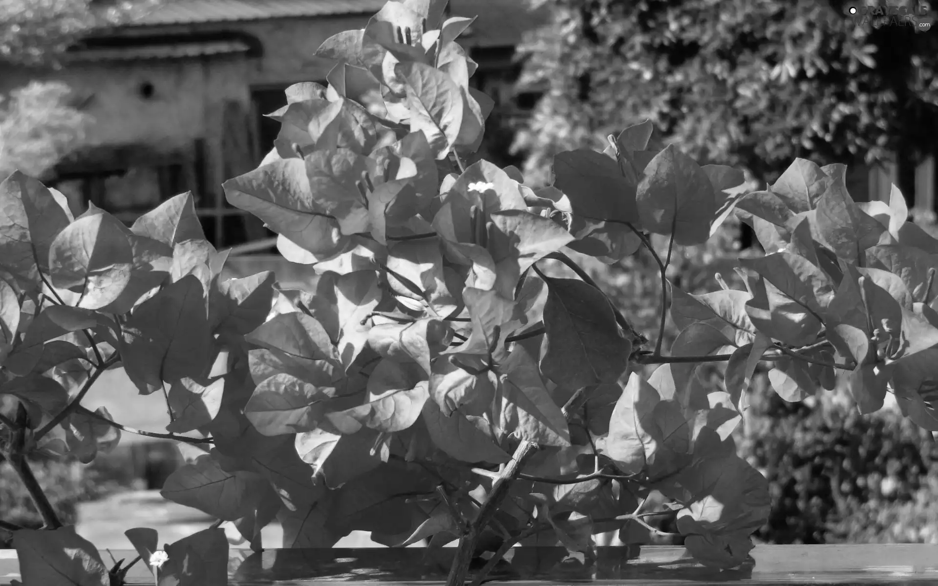 Flowers, Bougainvillea
