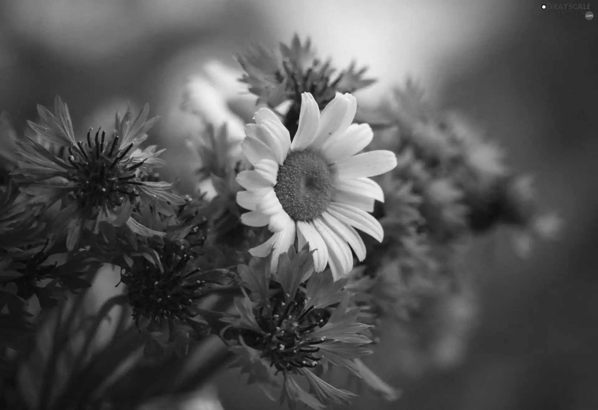 bouquet, cornflowers, Daisy