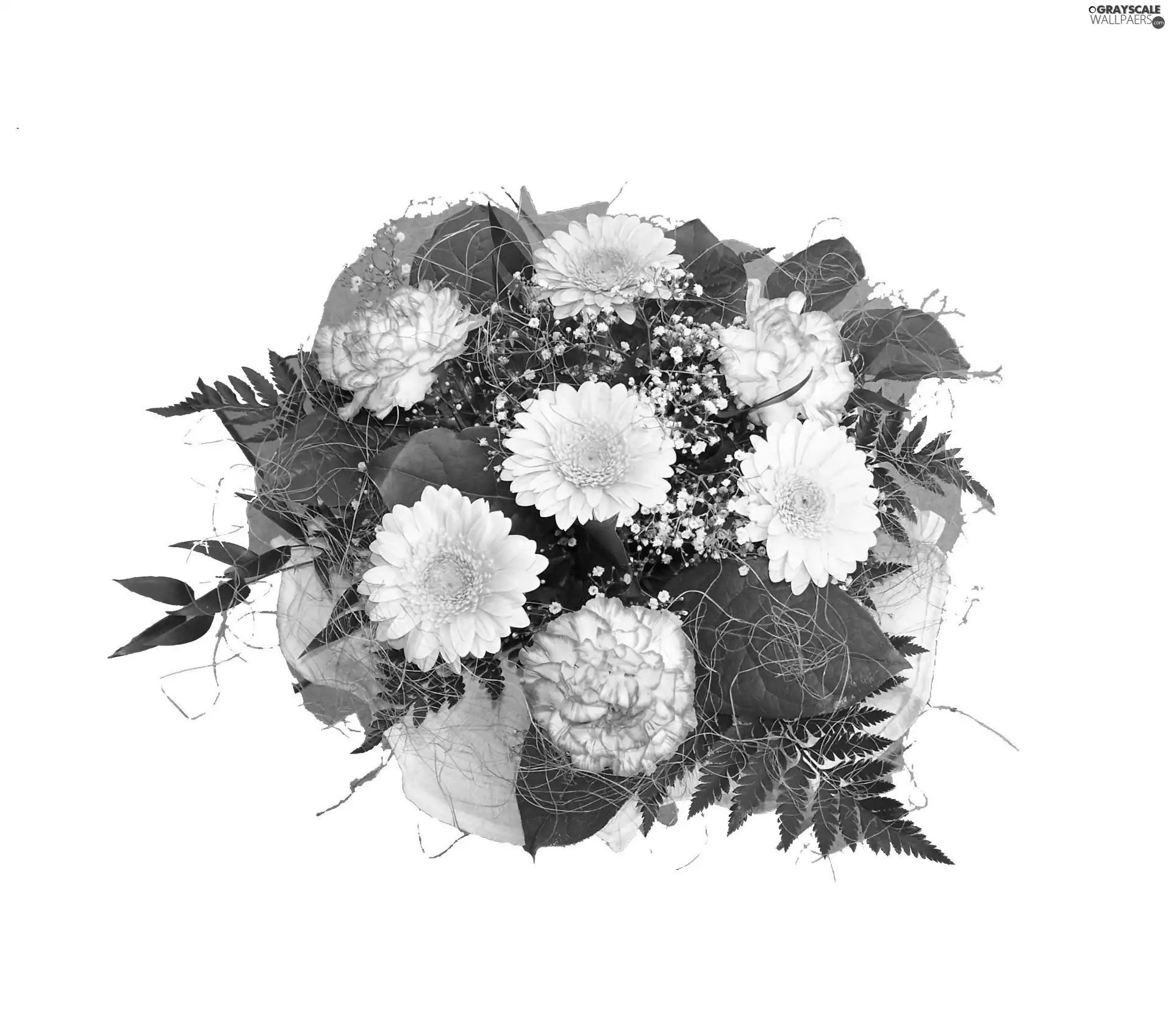 gerberas, bouquet