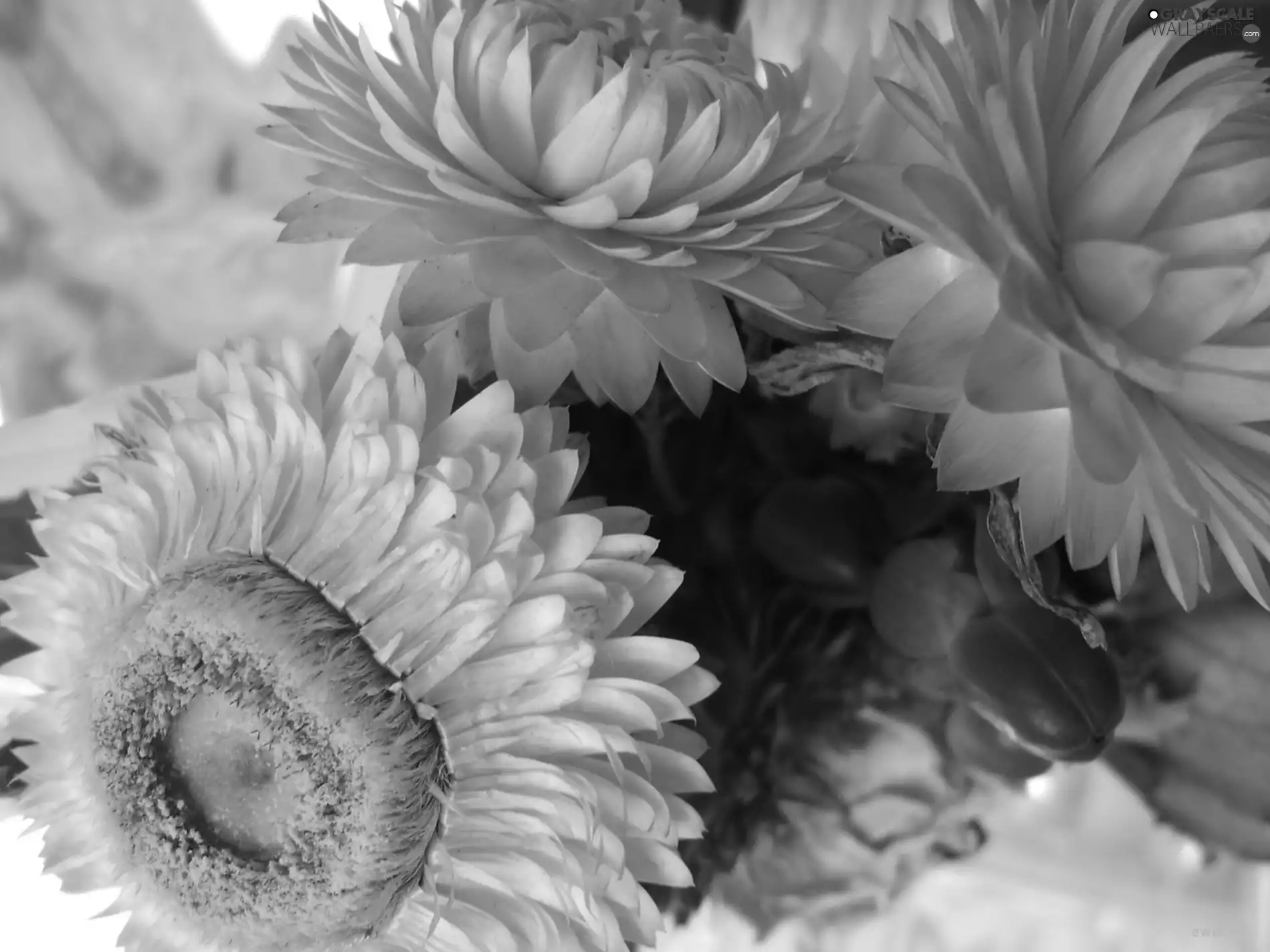 Helichrysum, bouquet