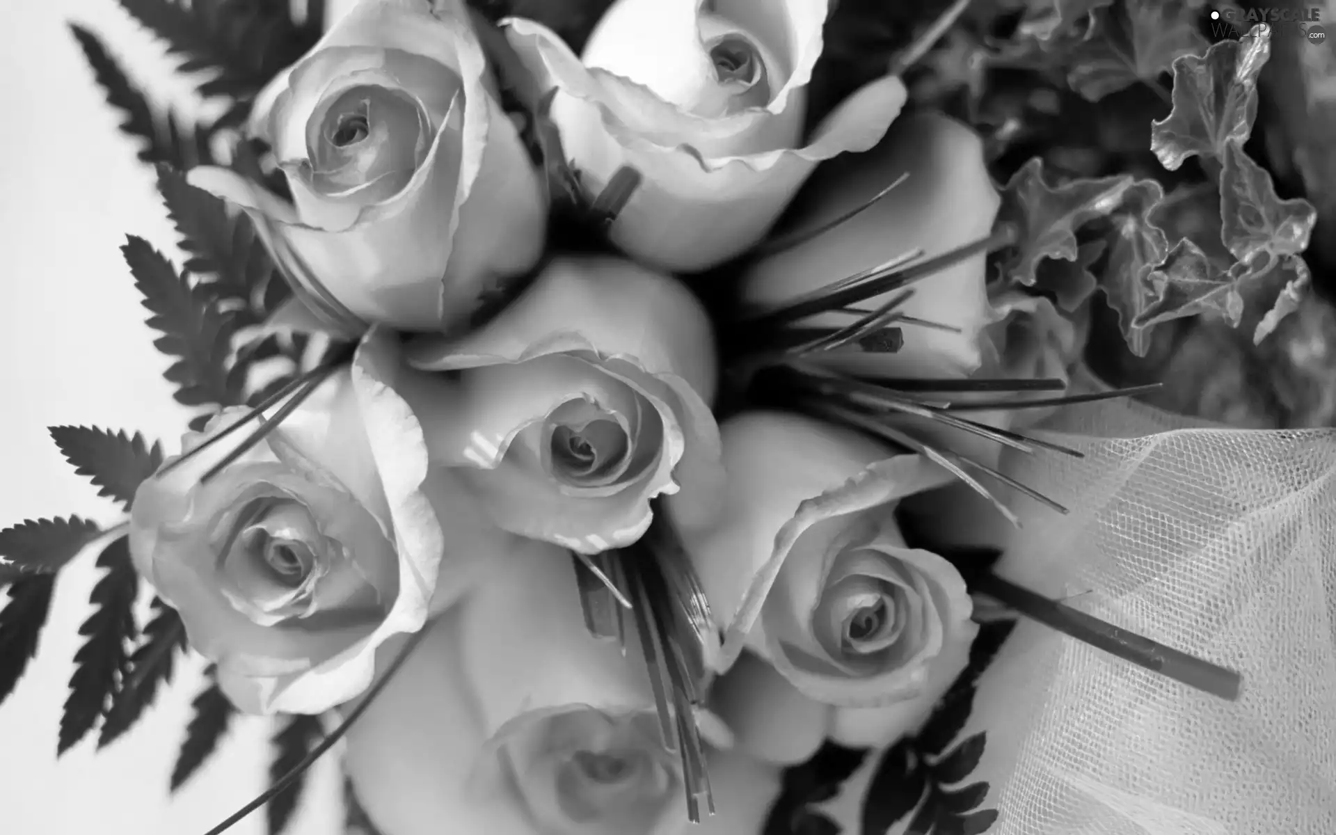 bouquet, green, roses