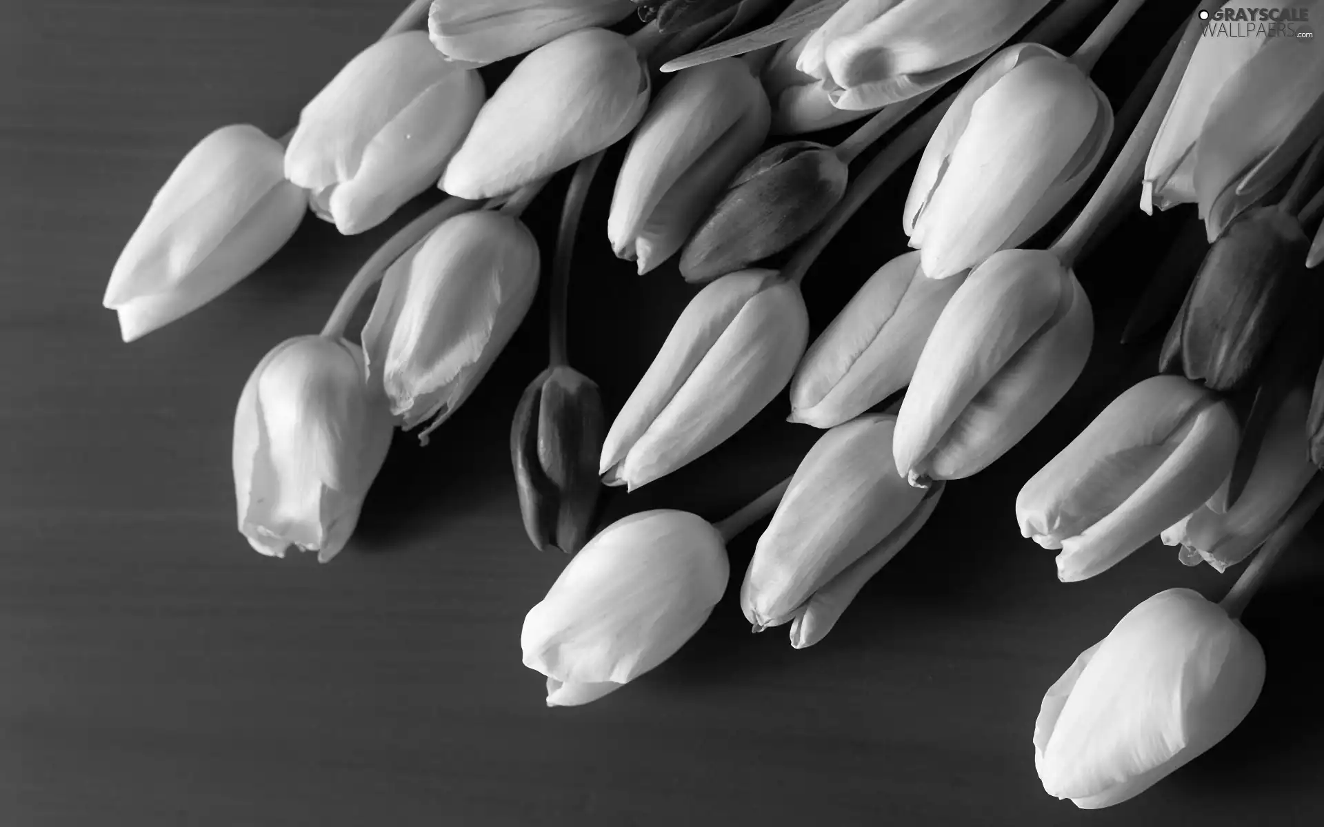 Tulips, bouquet