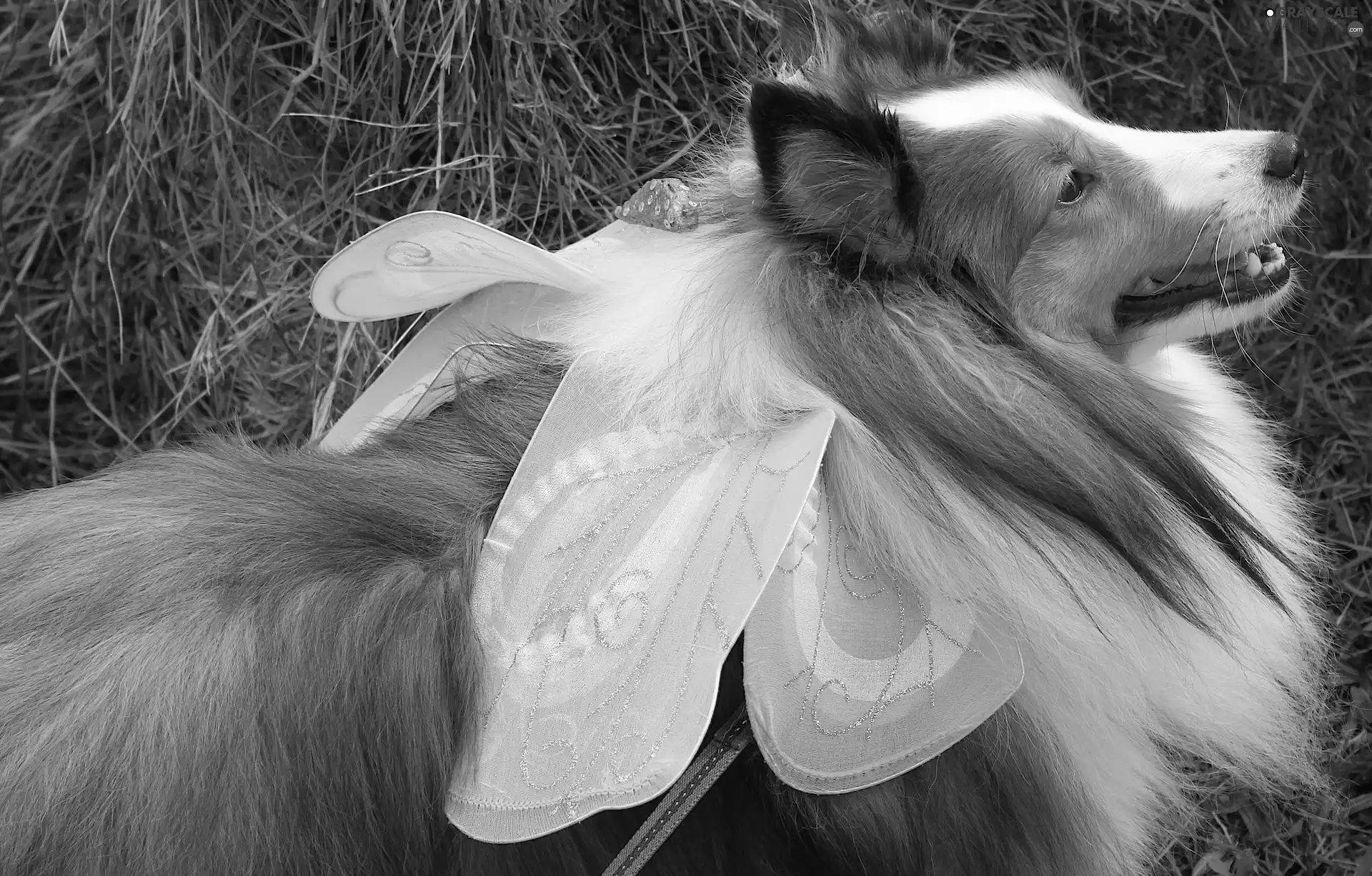 sheep-dog, bow, grass, Long-haired Scottish