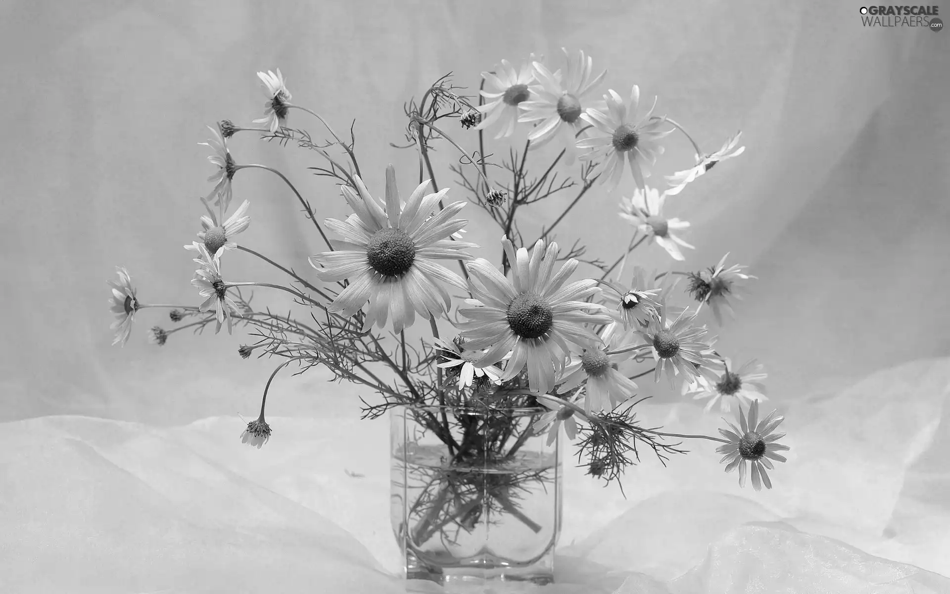 bowl, bouquet, Camomile