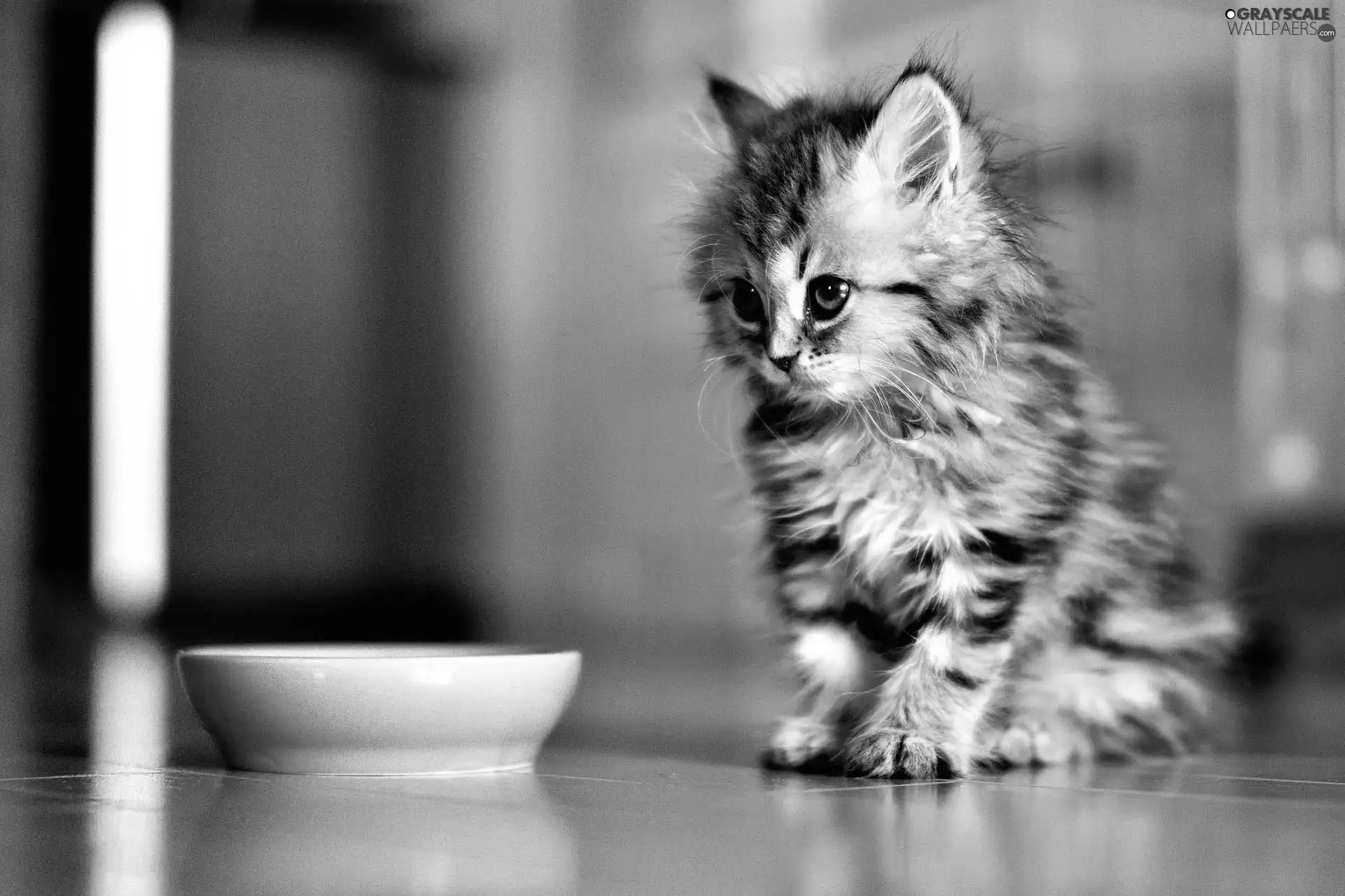 cat, bowl