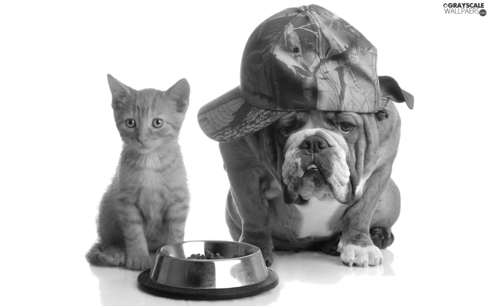 dog, cat, bowl, Hat